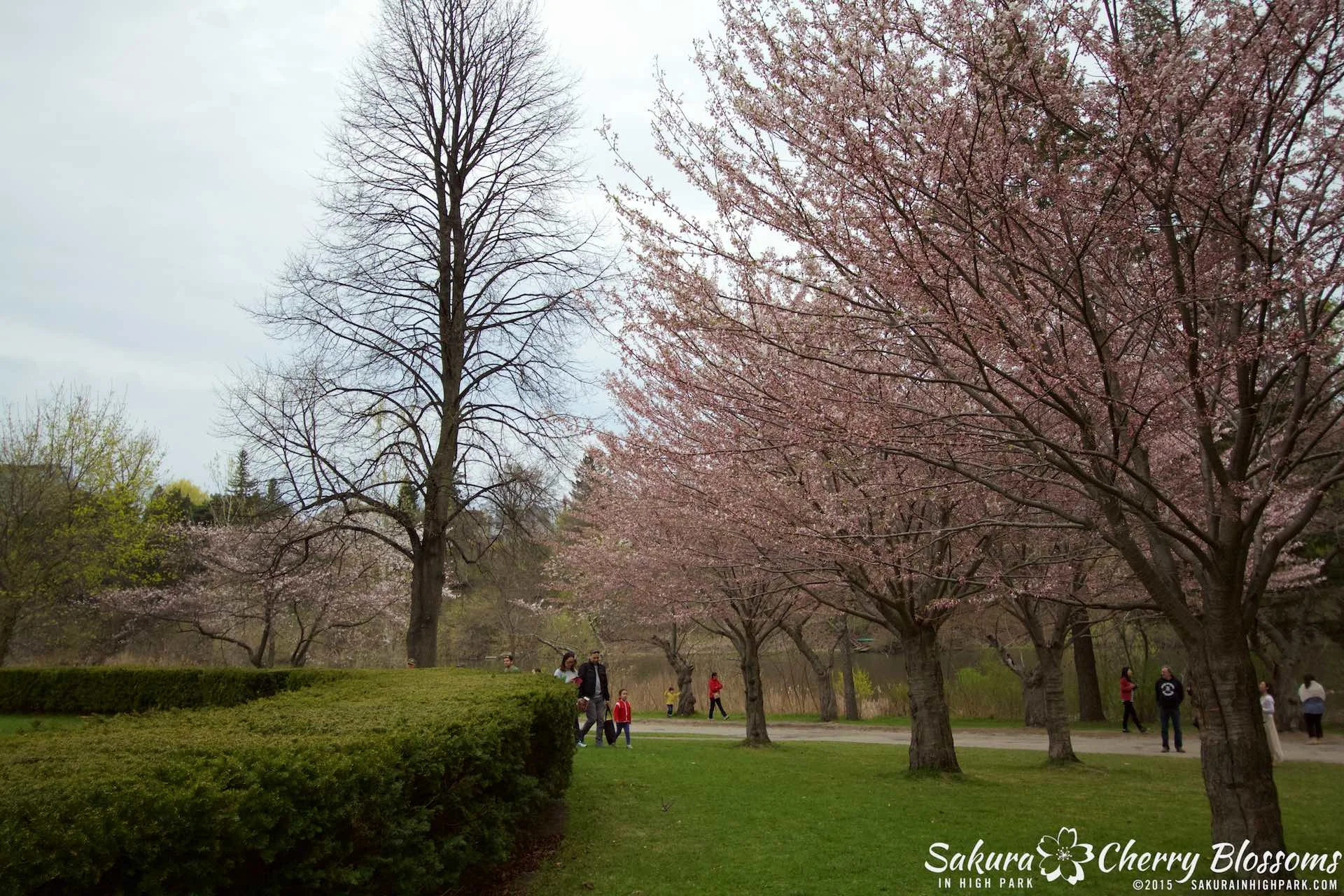 SakurainHighPark-May515-2055.jpg