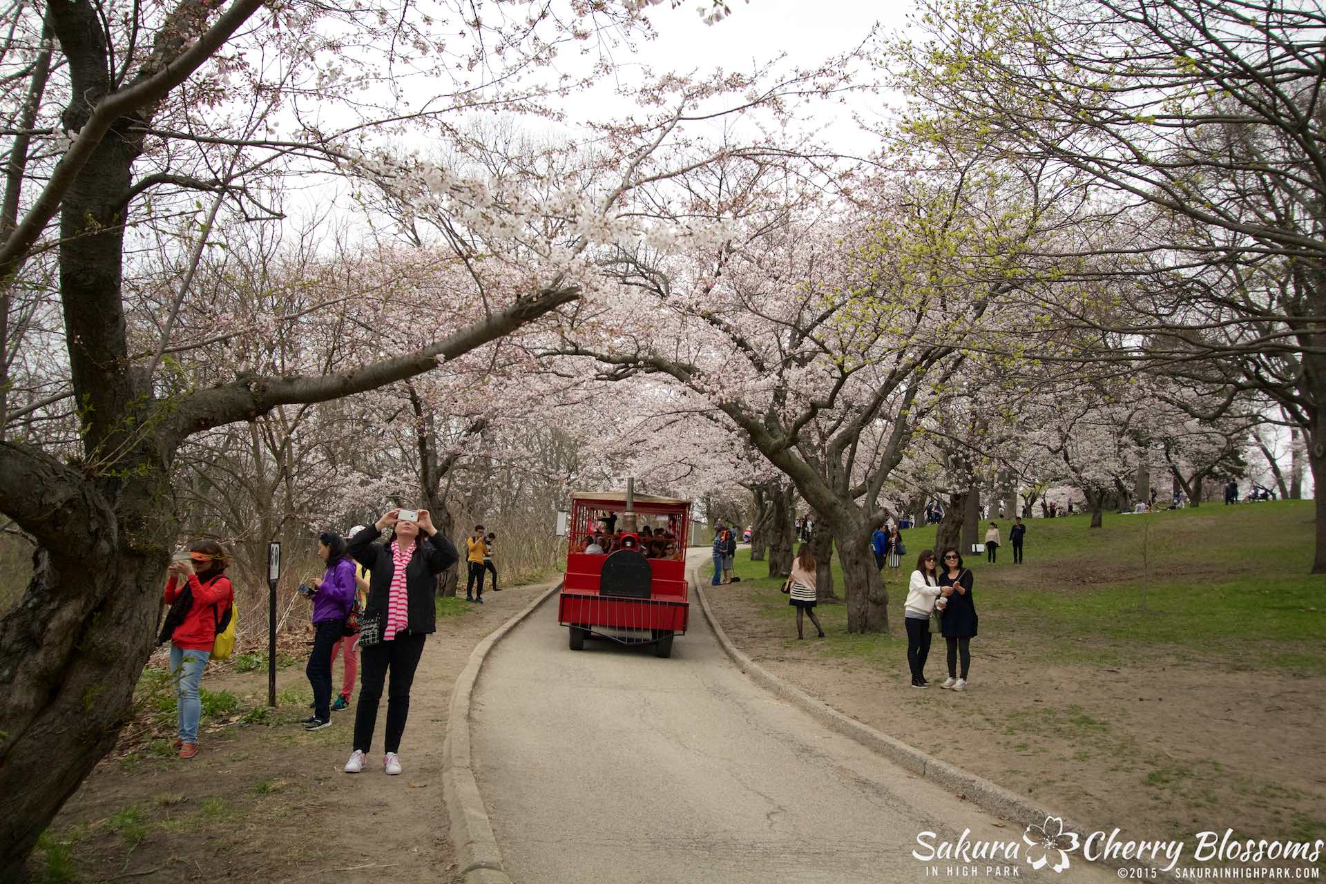 SakurainHighPark-May515-2076.jpg