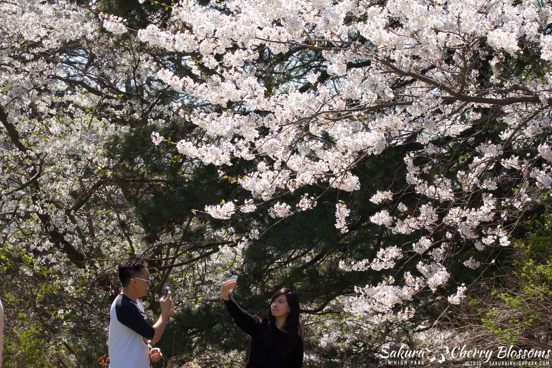 SakurainHighPark-May715-2291.jpg