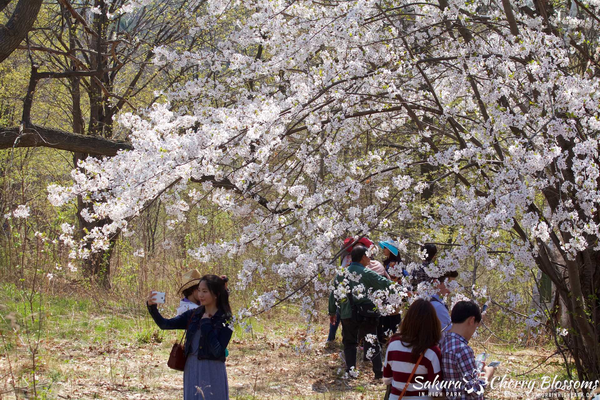SakurainHighPark-May715-2271.jpg