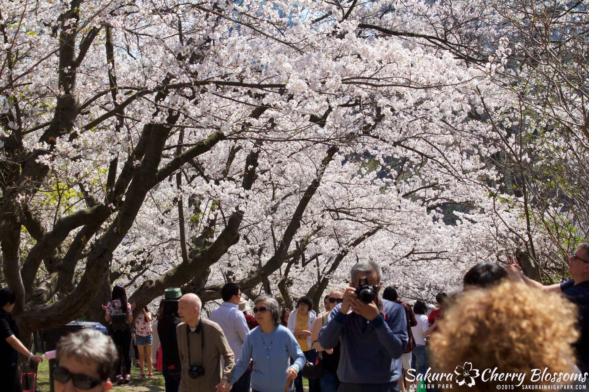SakurainHighPark-May715-2250.jpg