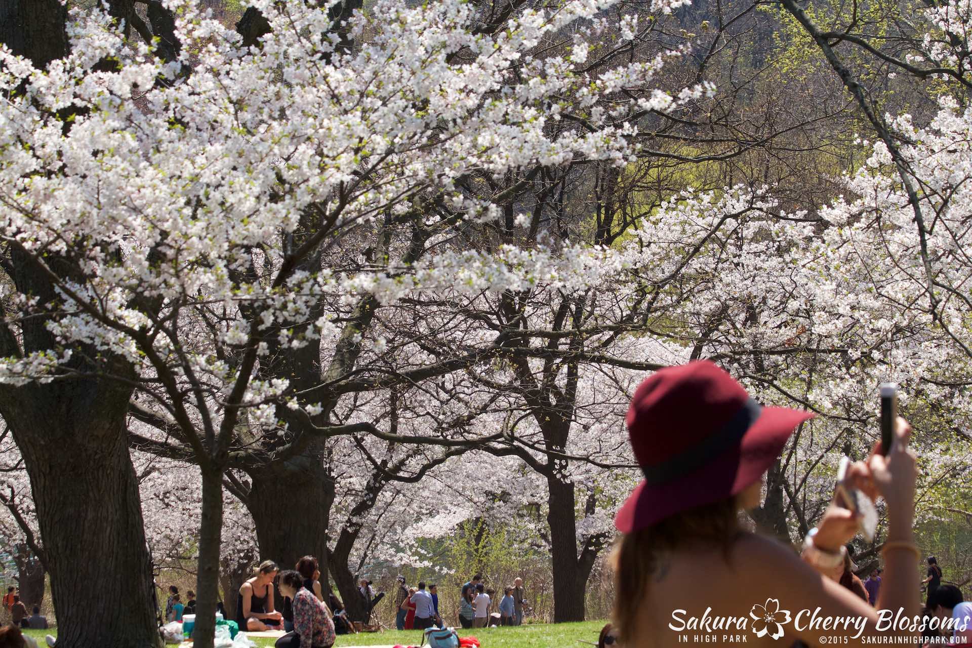 SakurainHighPark-May715-2191.jpg