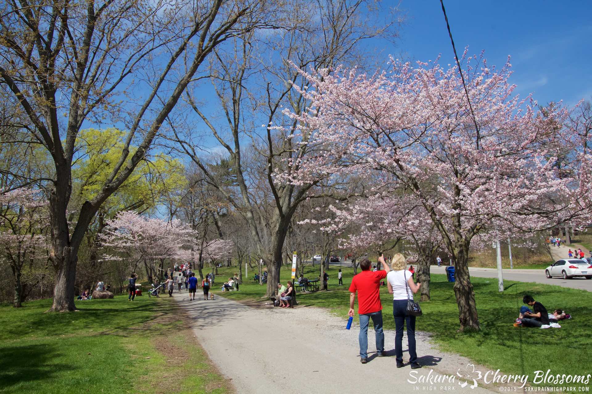 SakurainHighPark-May715-2131.jpg