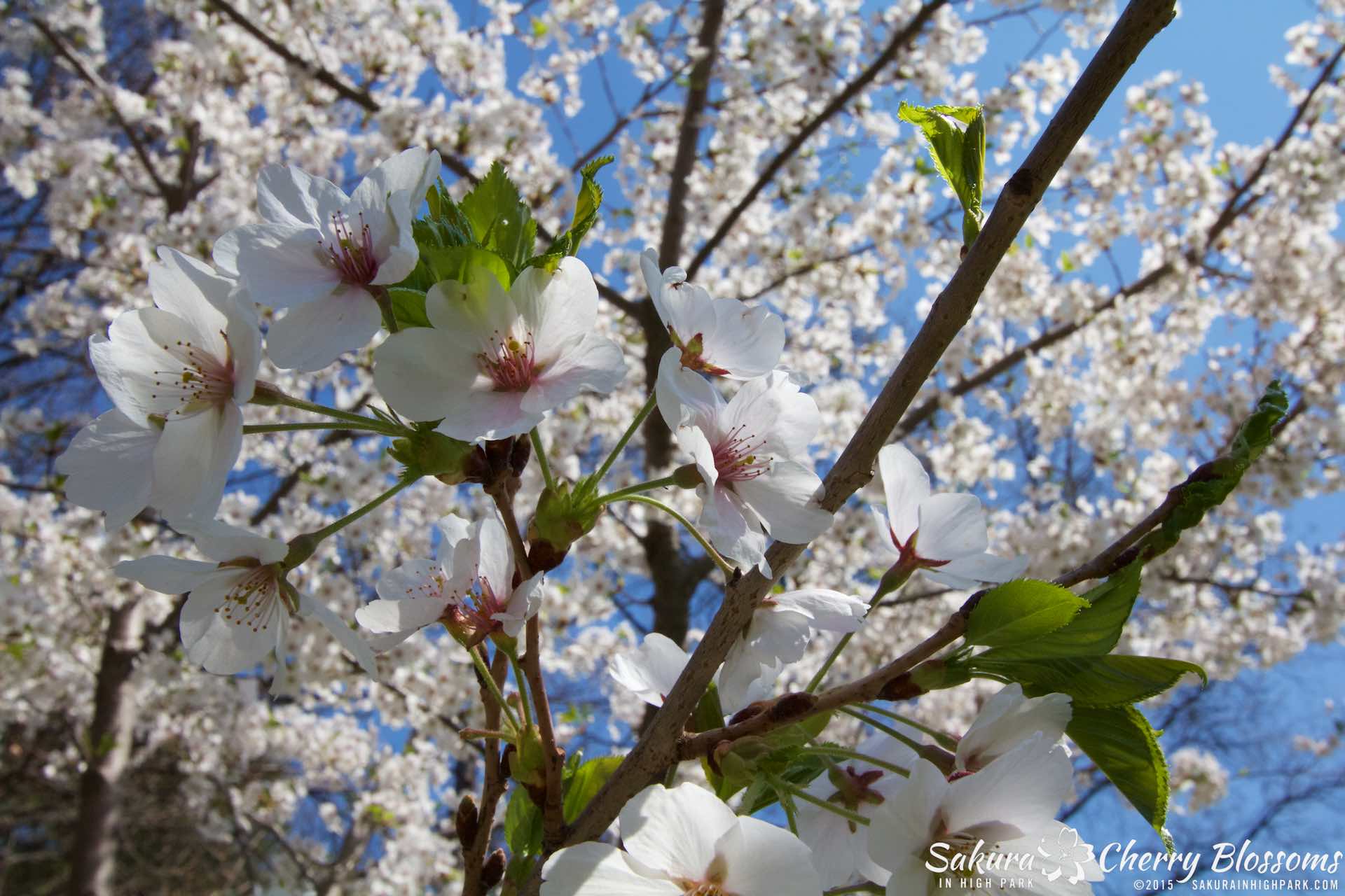 SakurainHighPark-May715-2098.jpg