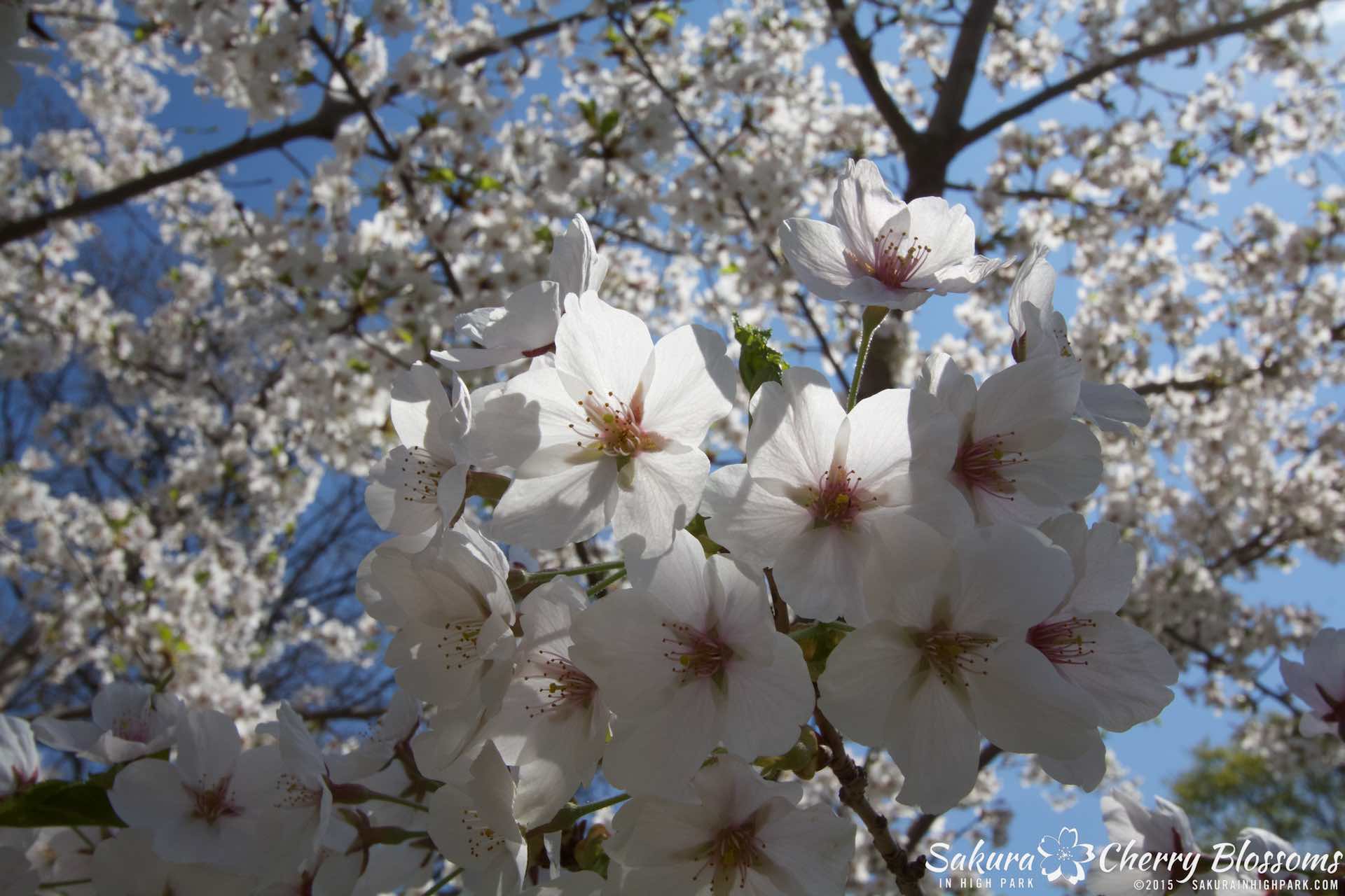 SakurainHighPark-May715-2082.jpg