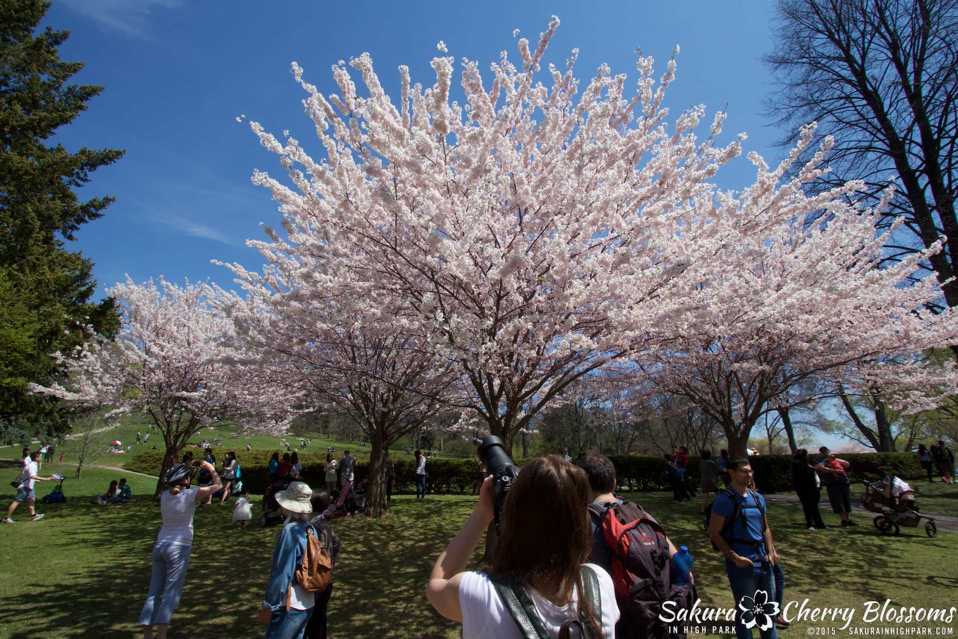 SakurainHighPark-May715-2007.jpg