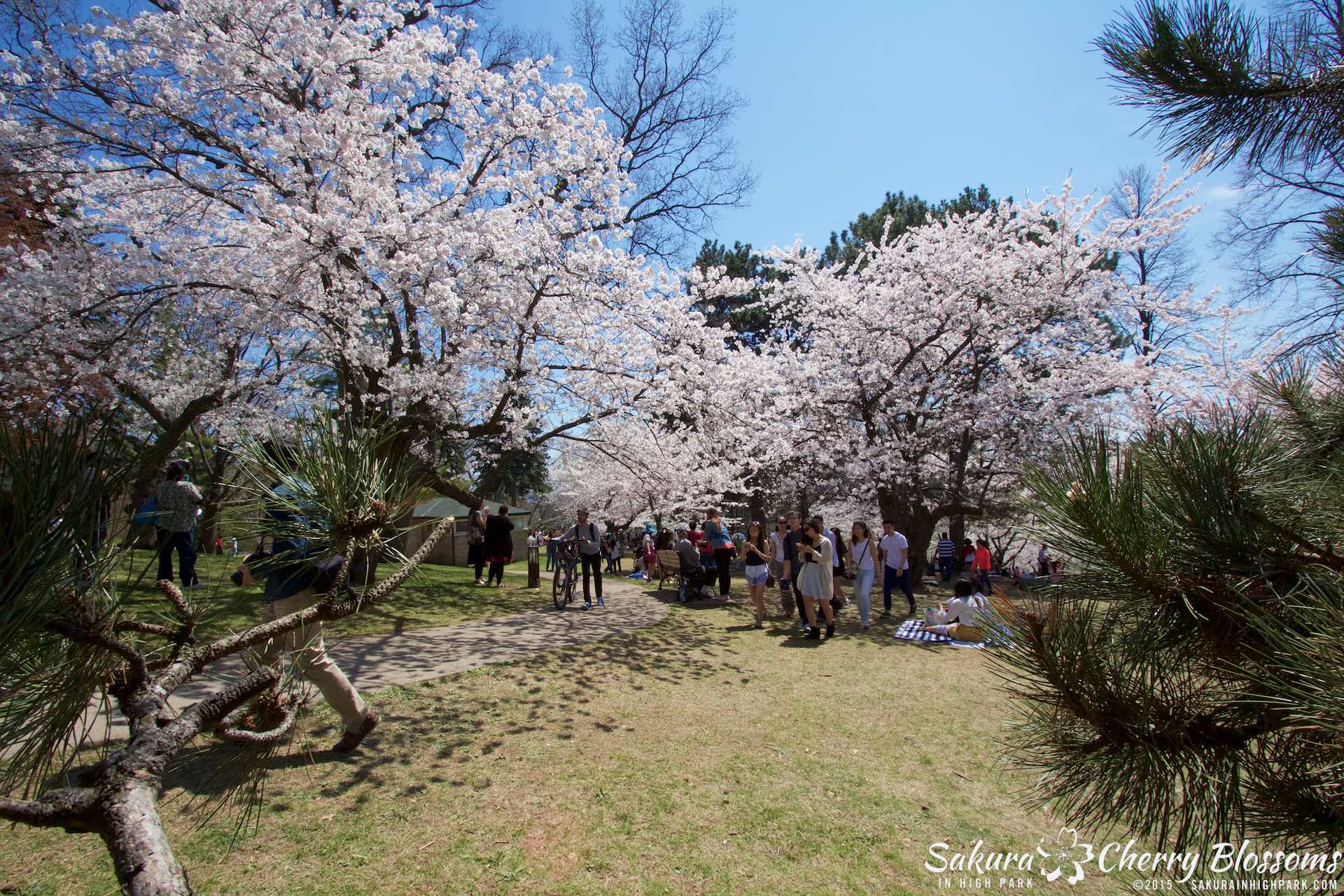 SakurainHighPark-May715-1953.jpg