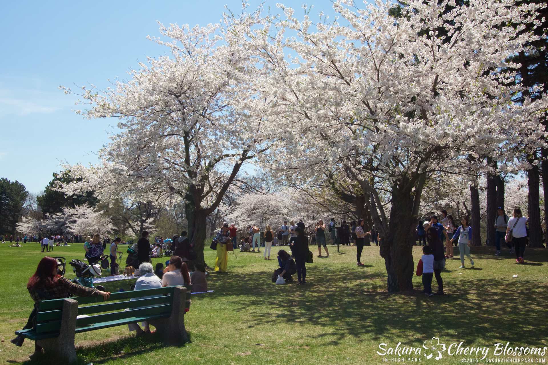 SakurainHighPark-May715-1911.jpg