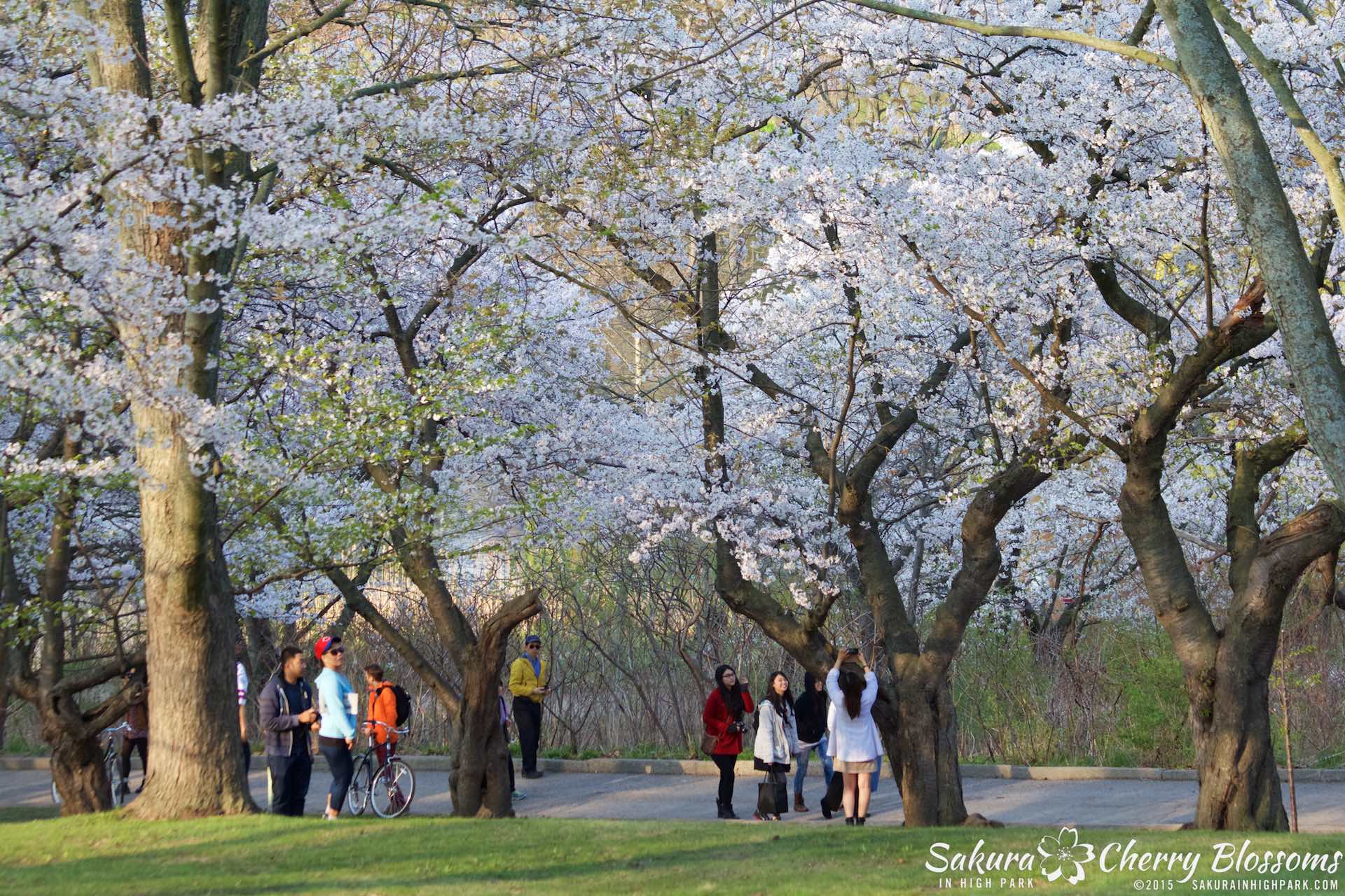 SakurainHighPark-May815-1976.jpg