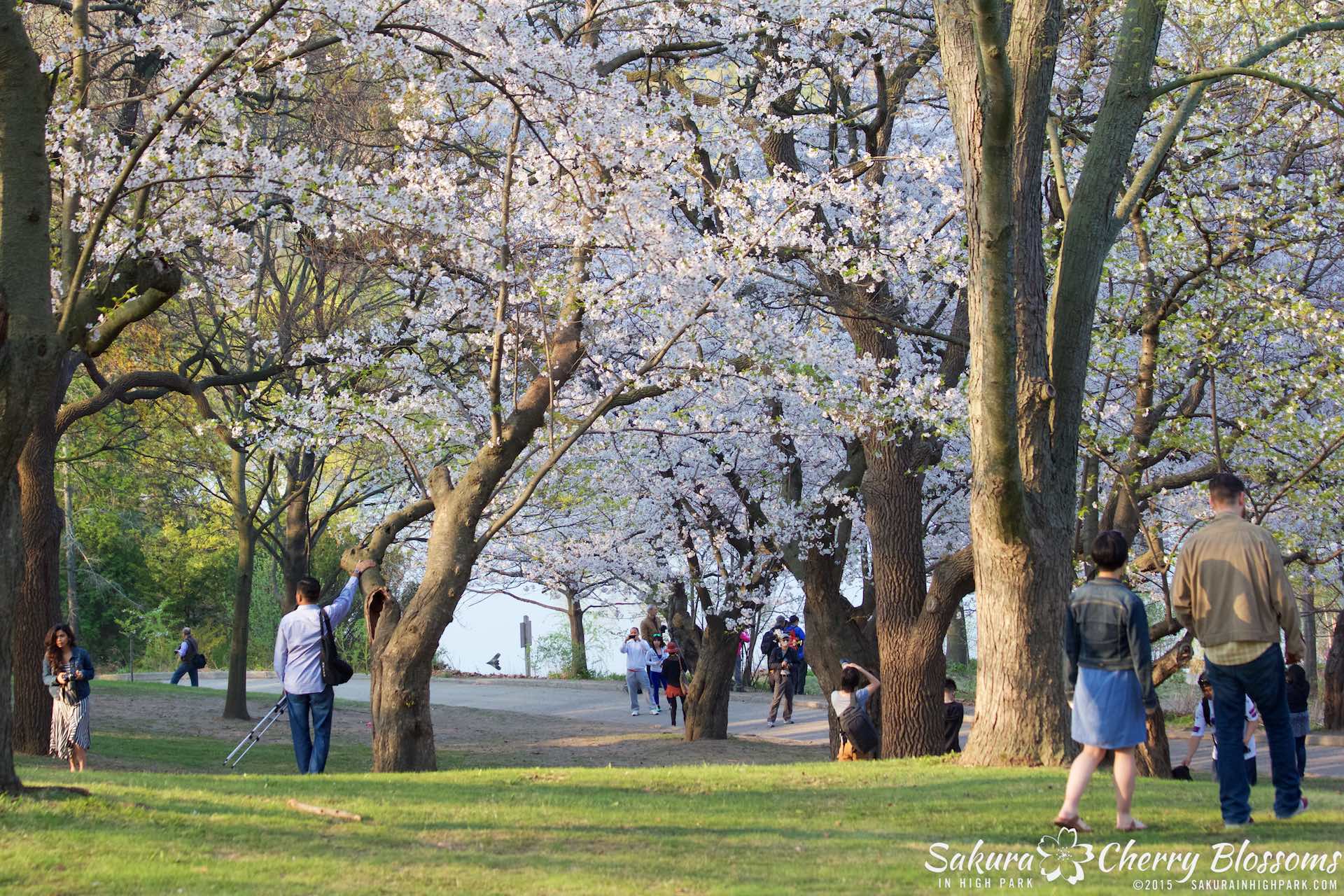 SakurainHighPark-May815-1963.jpg