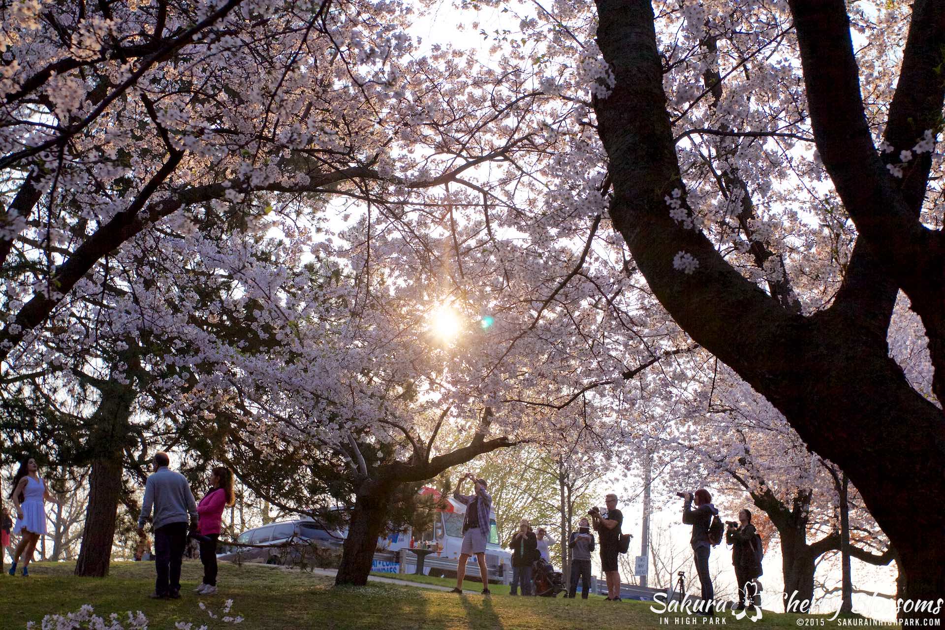 SakurainHighPark-May815-1940.jpg