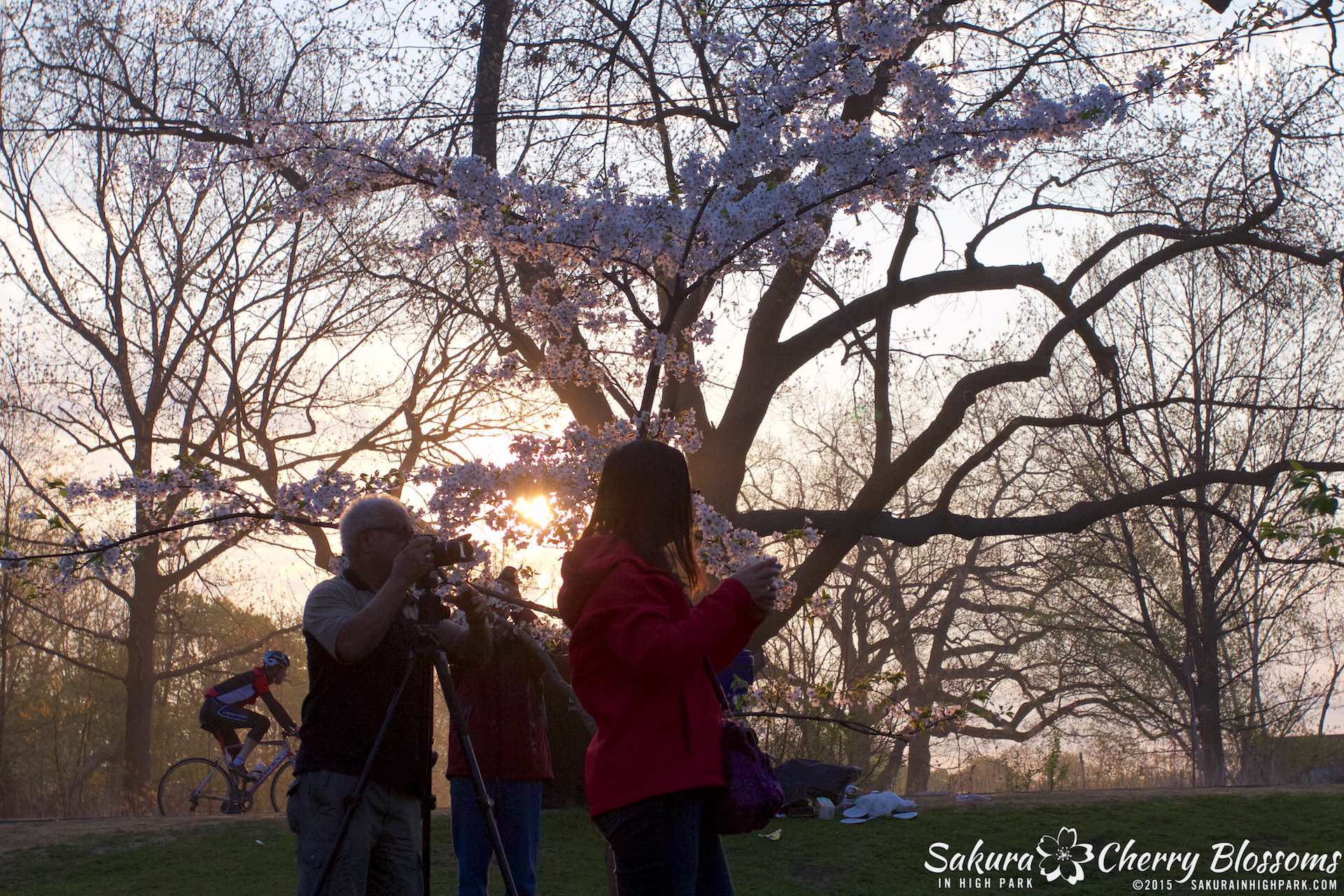 SakurainHighPark-May815-1923.jpg