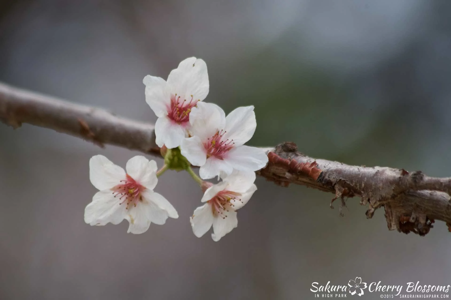 SakurainHighPark-May1015-2240.jpg