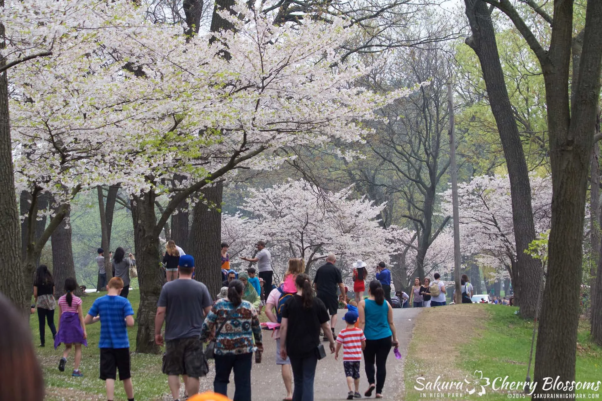 SakurainHighPark-May1015-2189.jpg