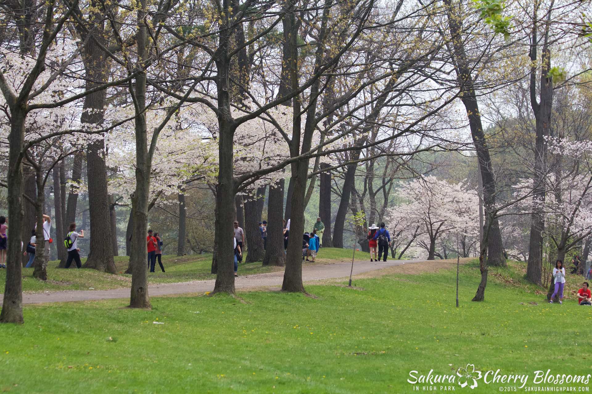 SakurainHighPark-May1015-2186.jpg