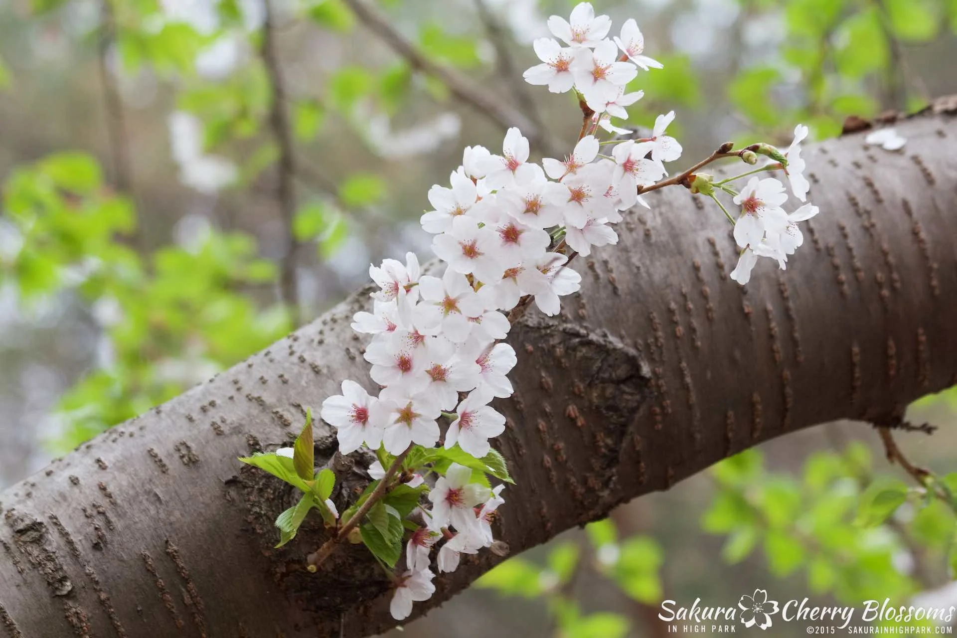 SakurainHighPark-May1015-2154.jpg