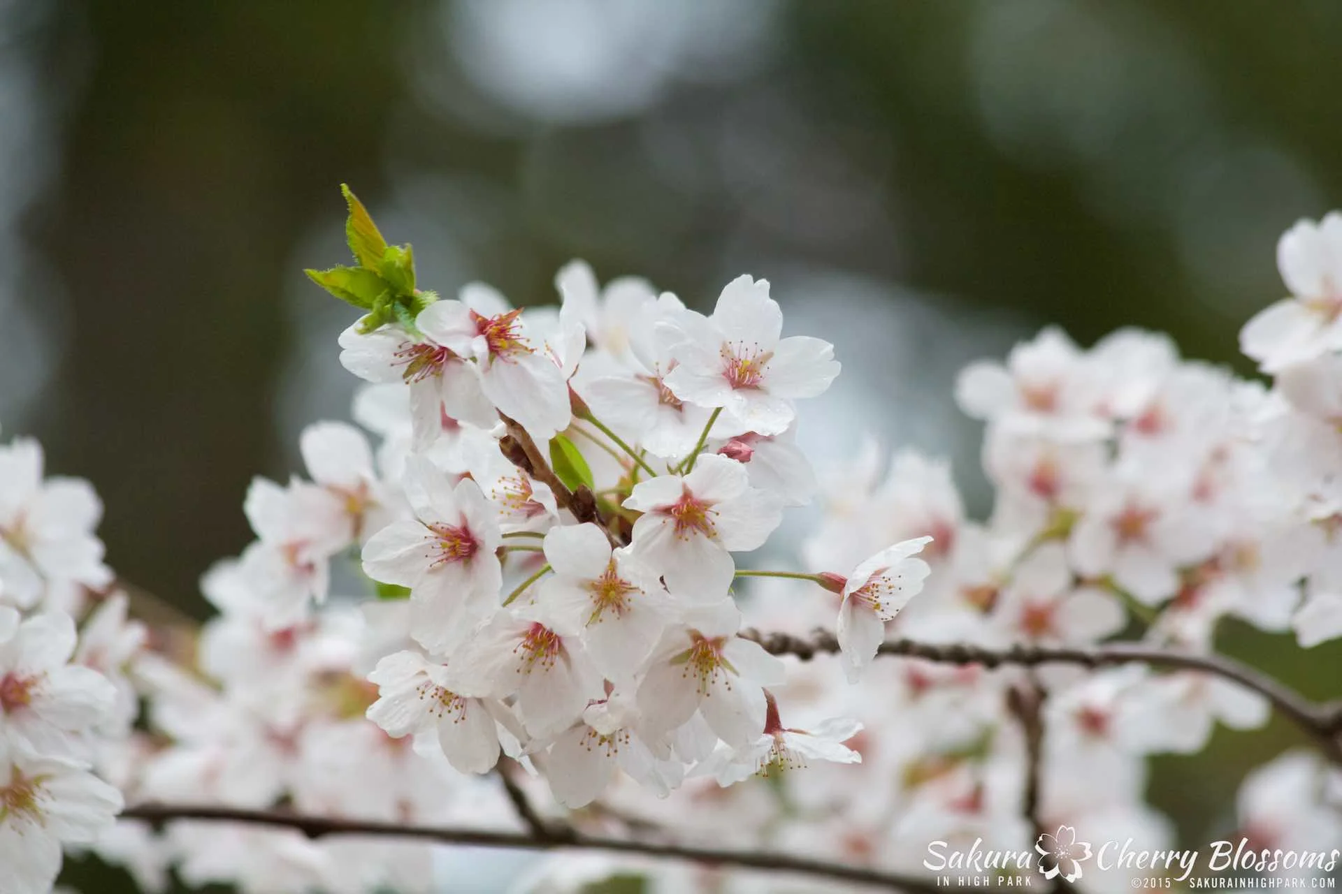 SakurainHighPark-May1015-2115.jpg