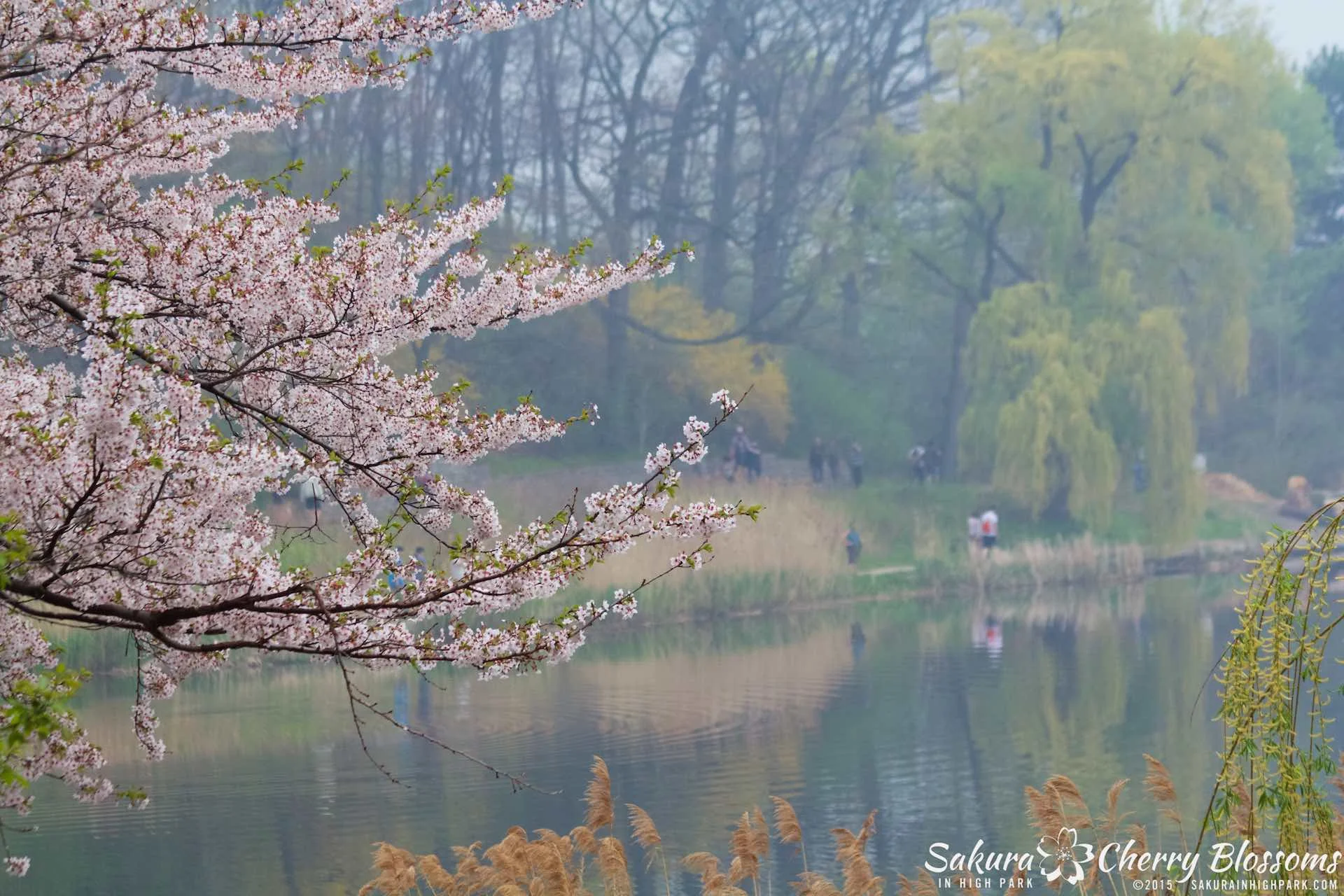 SakurainHighPark-May1015-2063.jpg