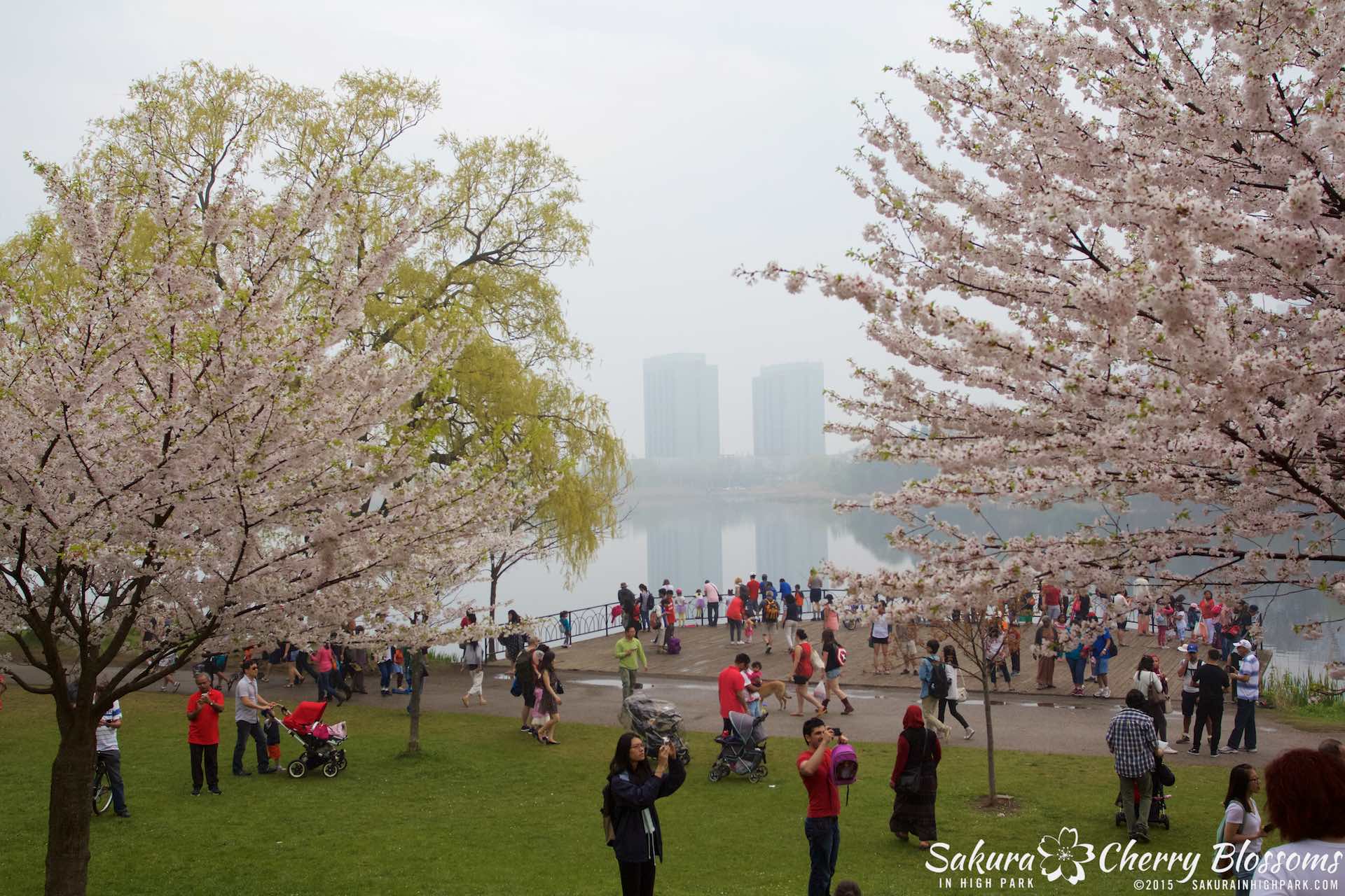 SakurainHighPark-May1015-2015.jpg