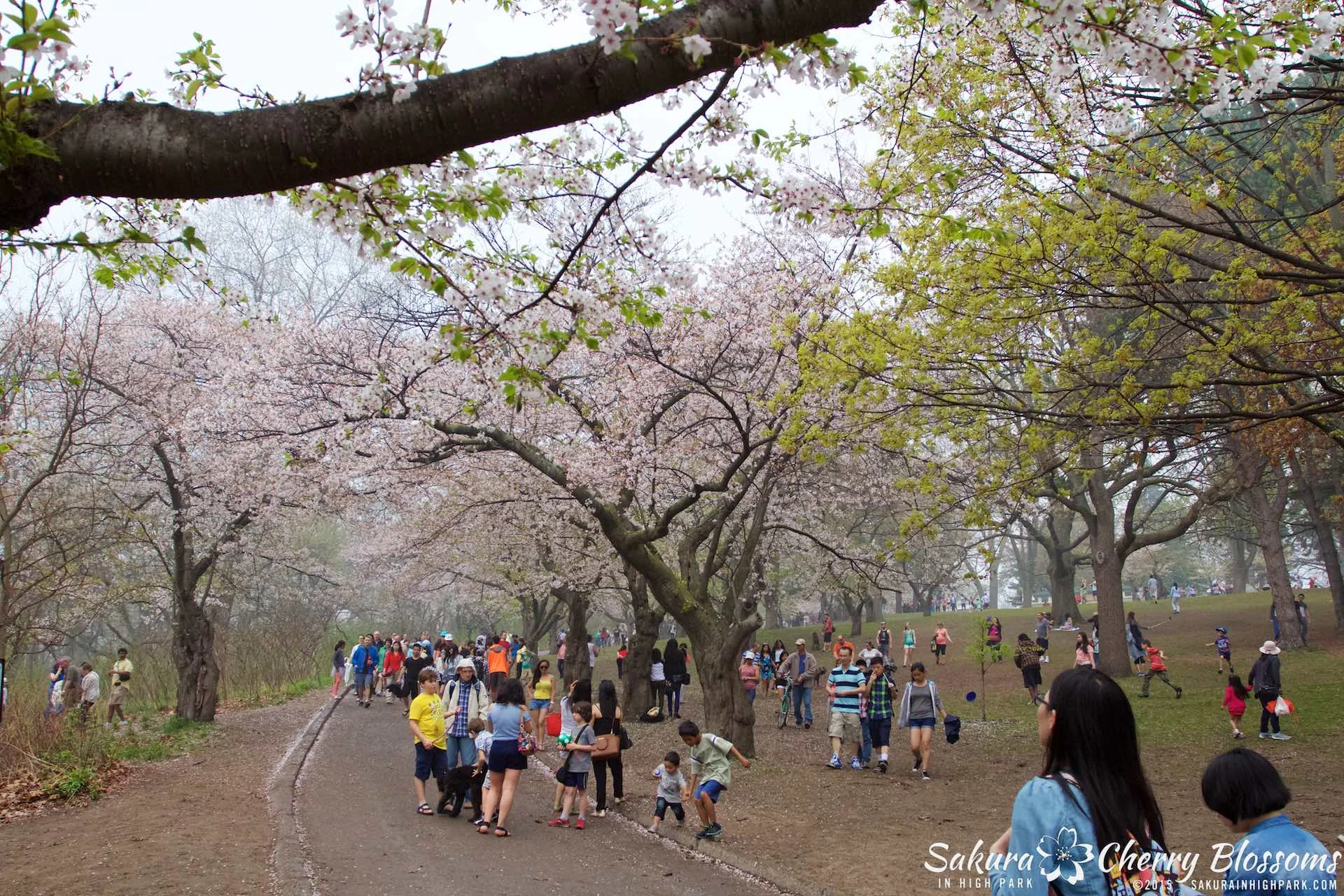 SakurainHighPark-May1015-1955.jpg