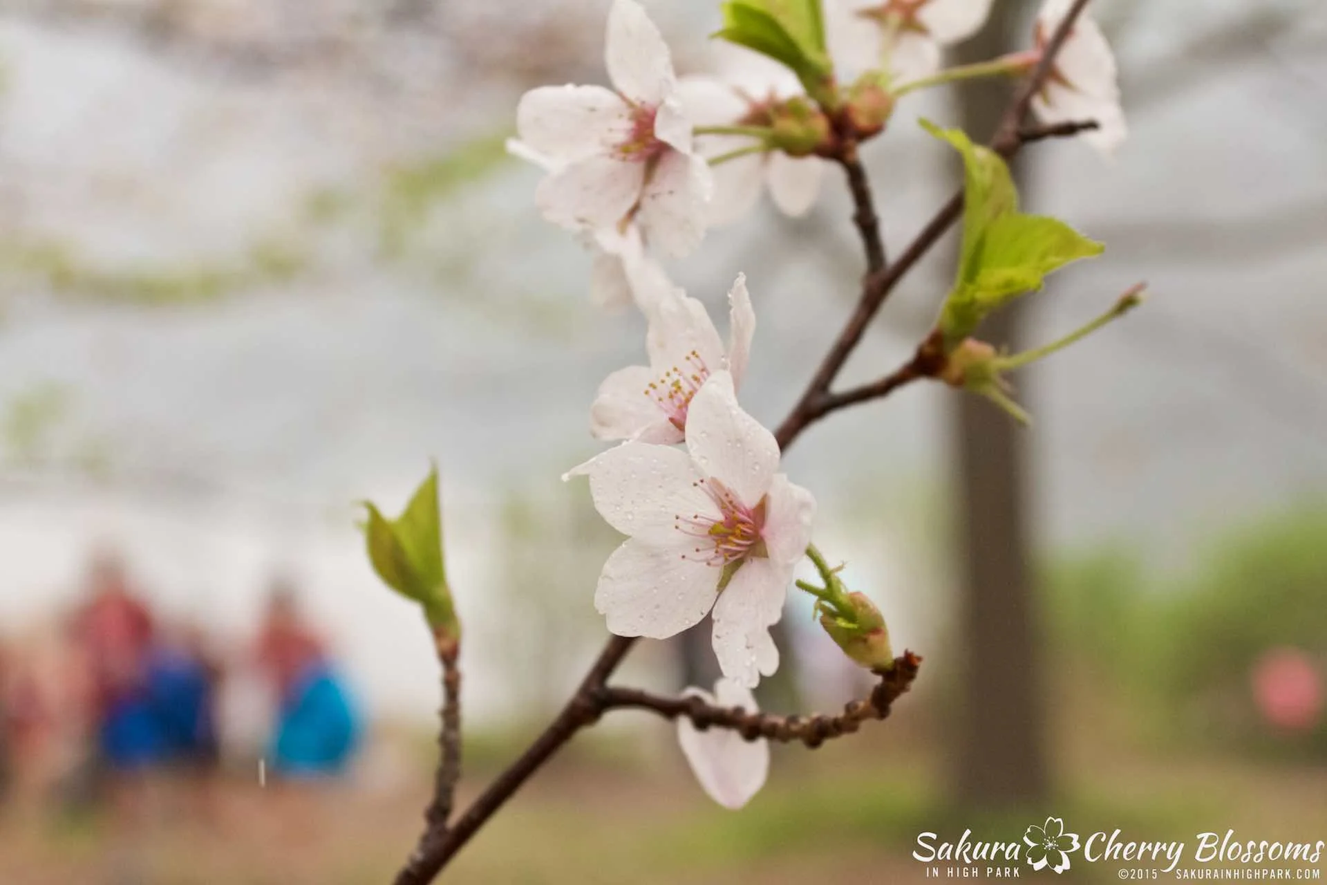 SakurainHighPark-May1015-1947.jpg