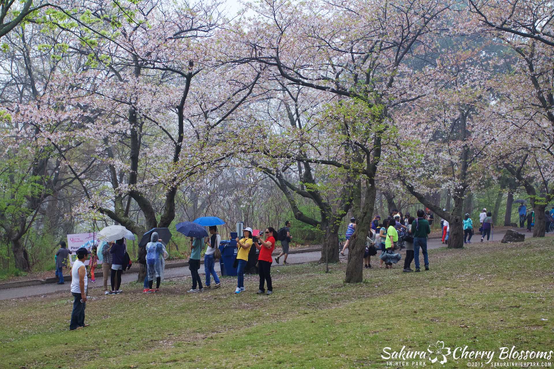 SakurainHighPark-May1015-1936.jpg