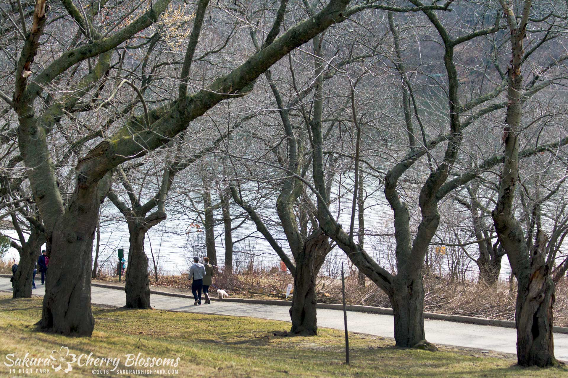 sakurainhighpark_Mar12_16_05-1920x1280.jpg