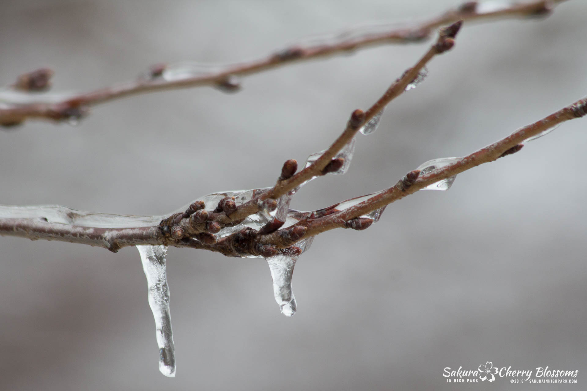 SakurainHighPark-Mar25-2016-321.jpg