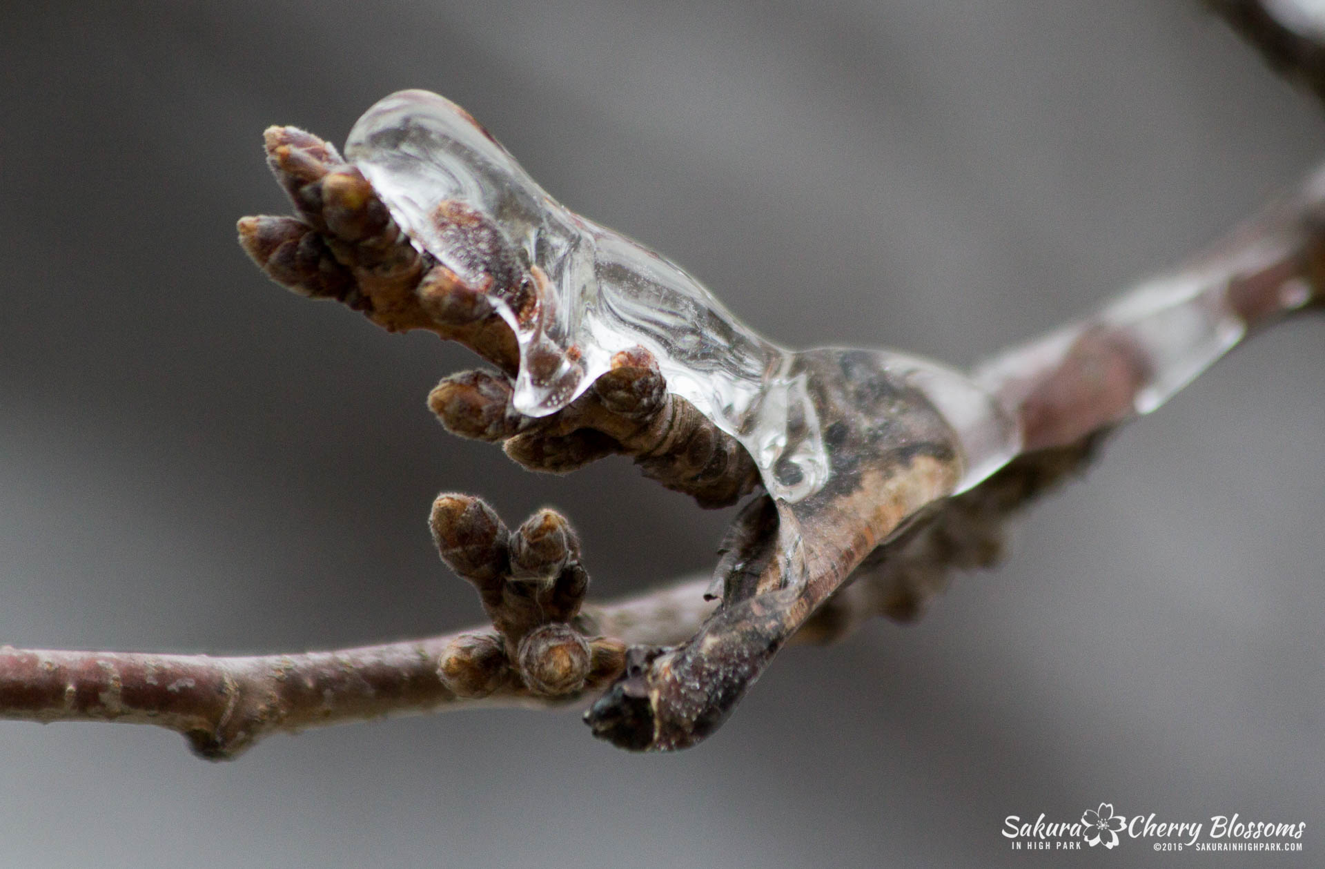 SakurainHighPark-Mar25-2016-104.jpg