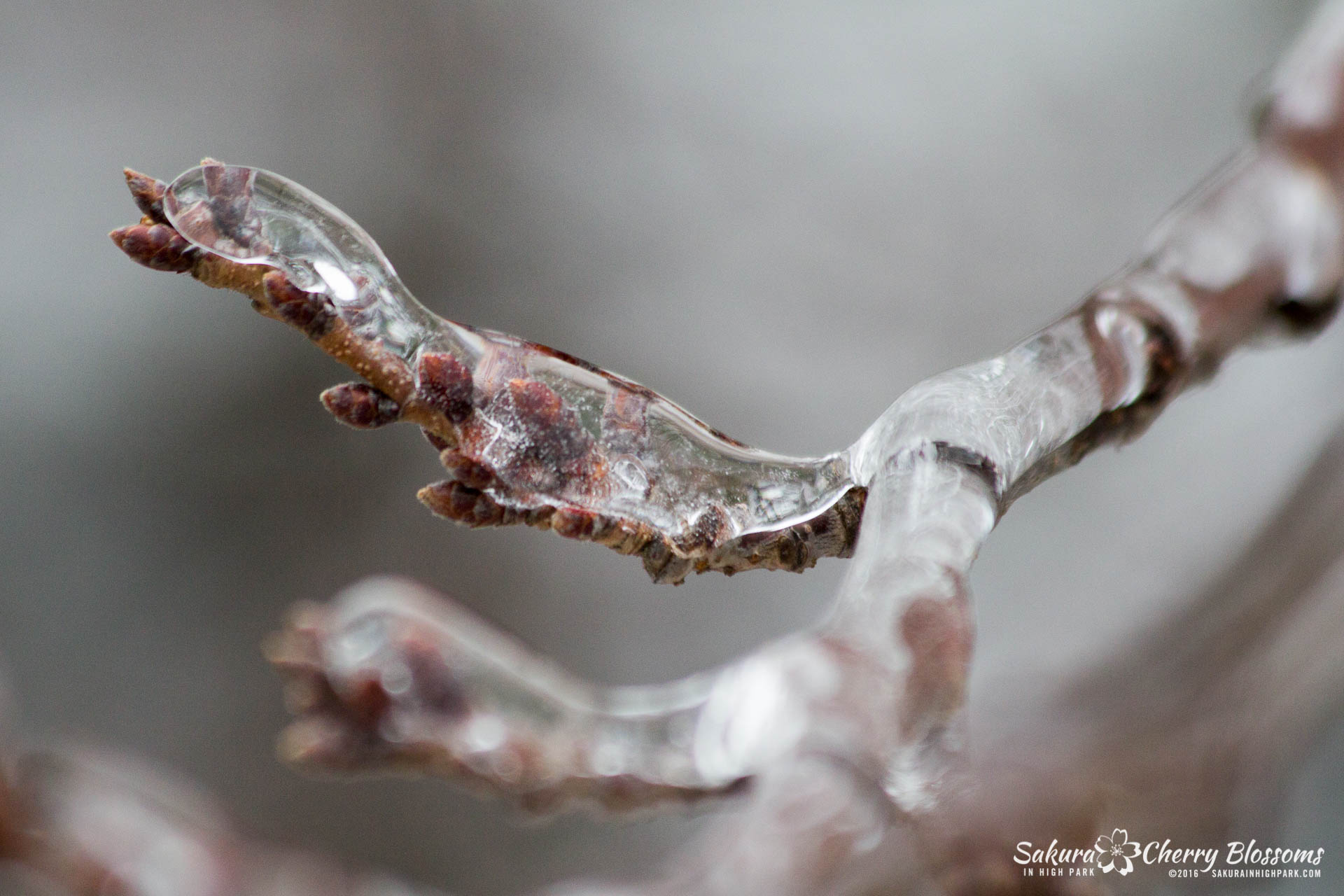 SakurainHighPark-Mar25-2016-146-1.jpg