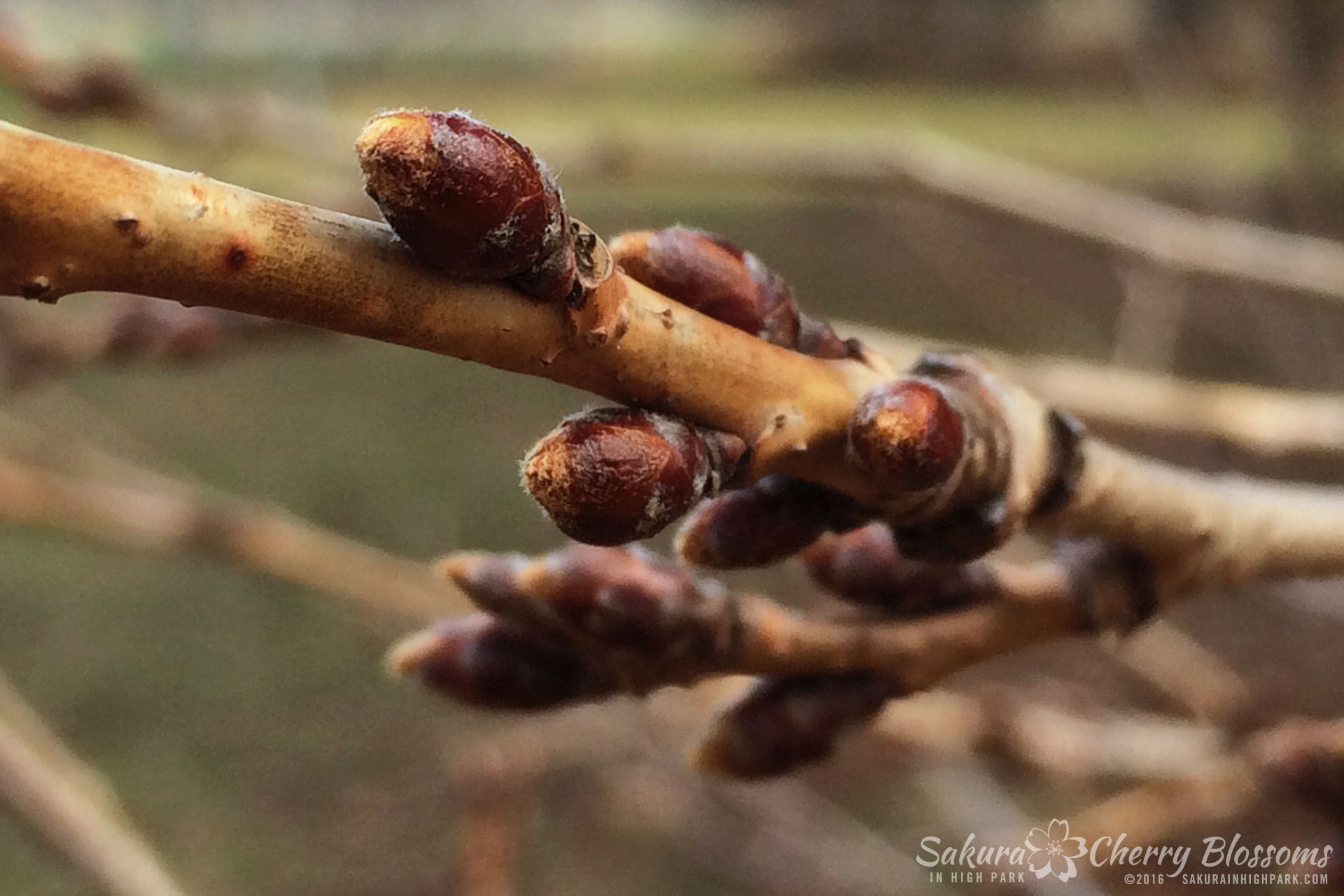 SakurainHighPark-Apr8-2016-04.jpg