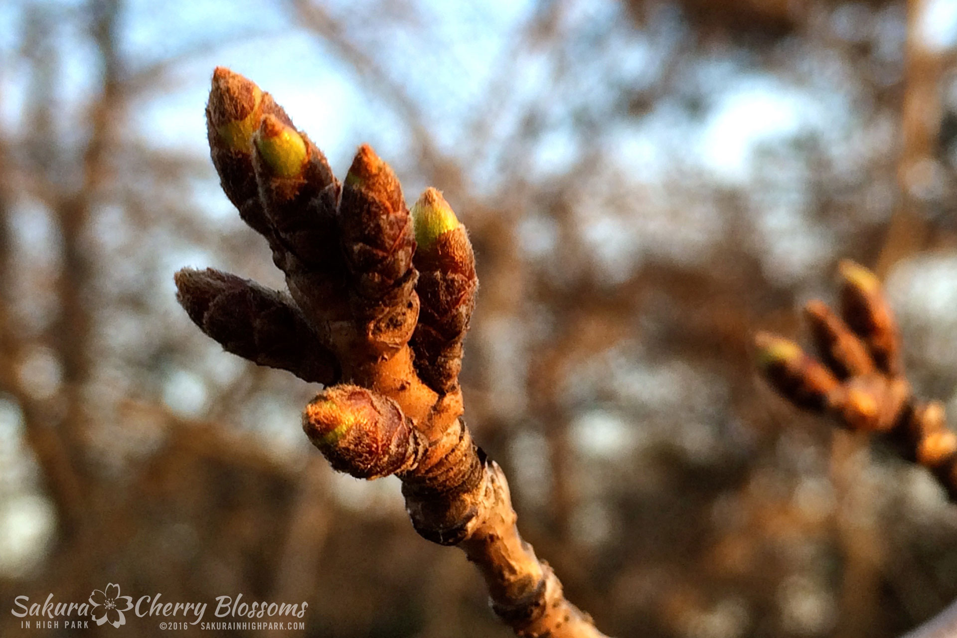 SakurainHighPark-Apr18-2016-02.jpg
