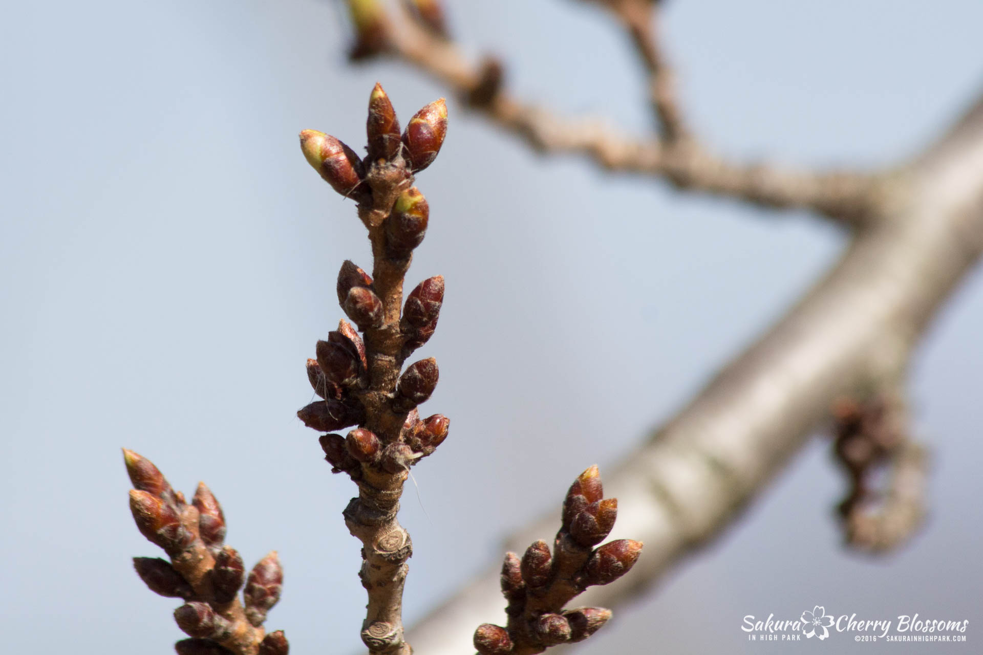 SakurainHighPark-Apr22-2016-23.jpg