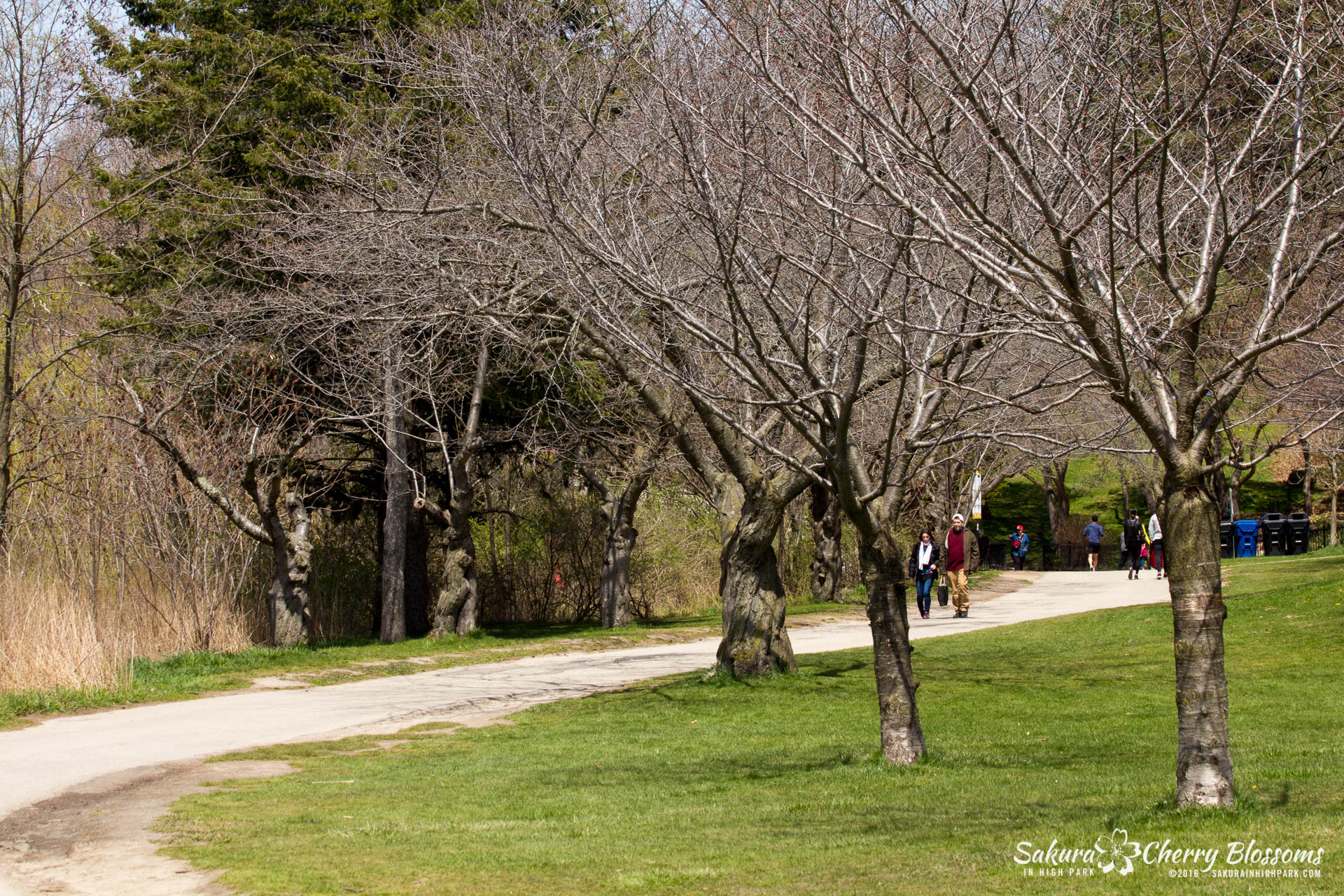 SakurainHighPark-Apr30-2016-125.jpg