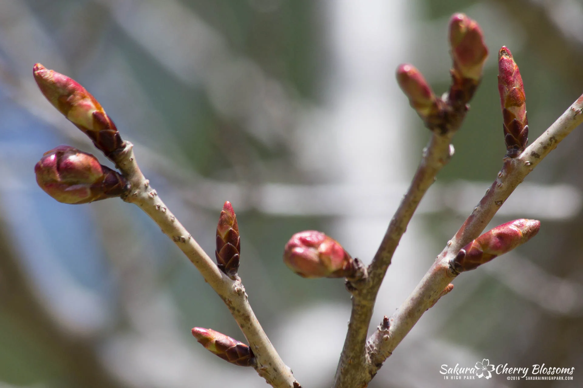 SakurainHighPark-Apr30-2016-94.jpg