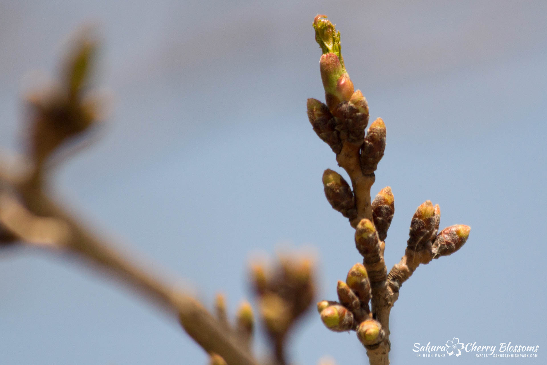 SakurainHighPark-Apr30-2016-75.jpg