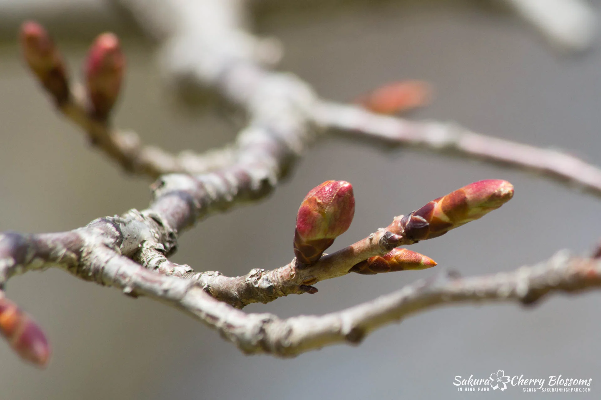 SakurainHighPark-Apr30-2016-93.jpg
