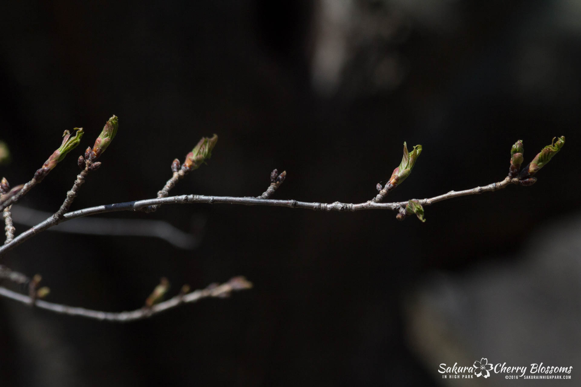 SakurainHighPark-Apr30-2016-53.jpg