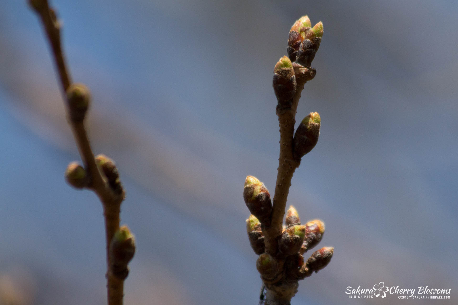 SakurainHighPark-Apr30-2016-66.jpg