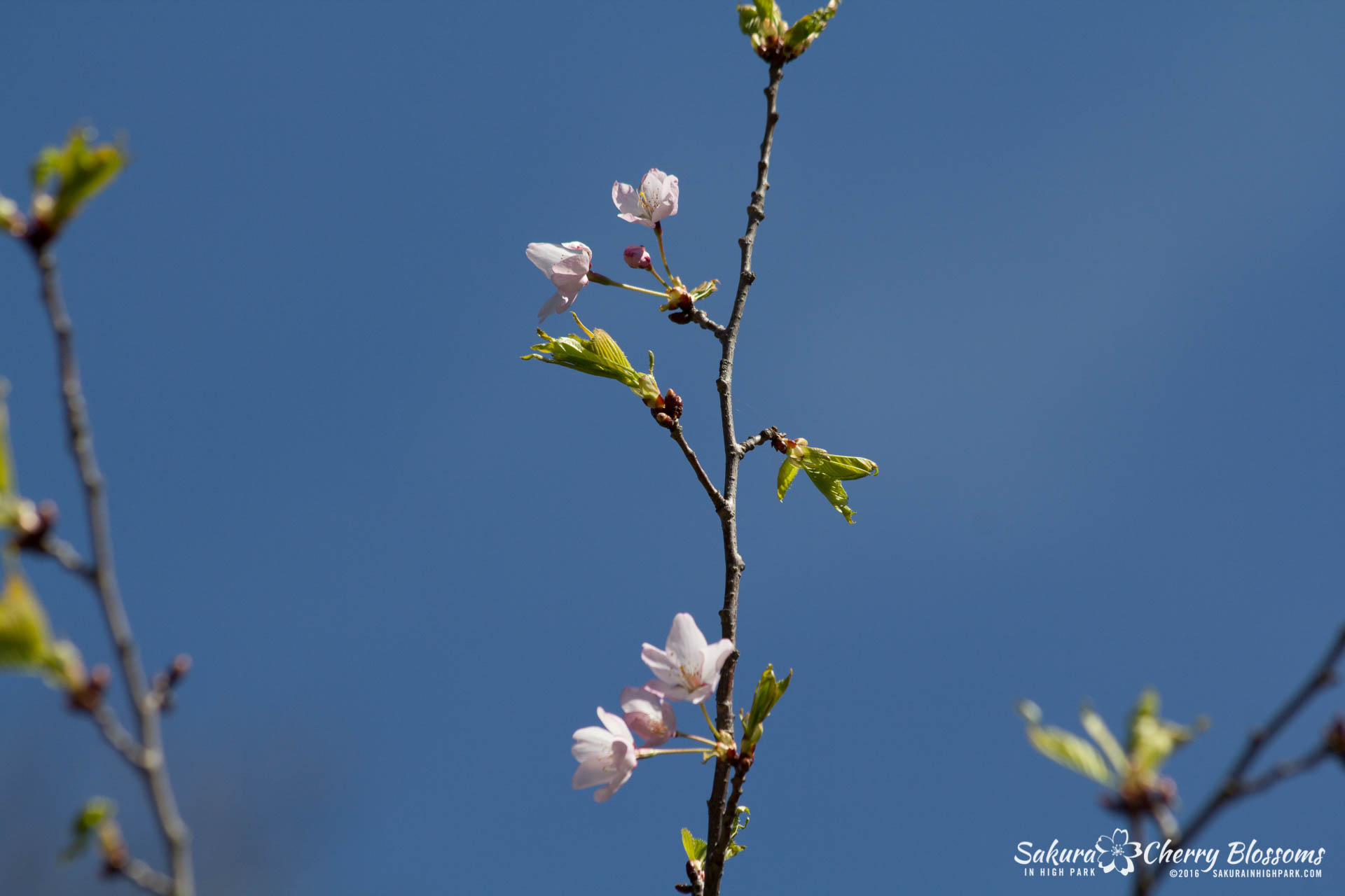 SakurainHighPark-May6-2016-2.jpg