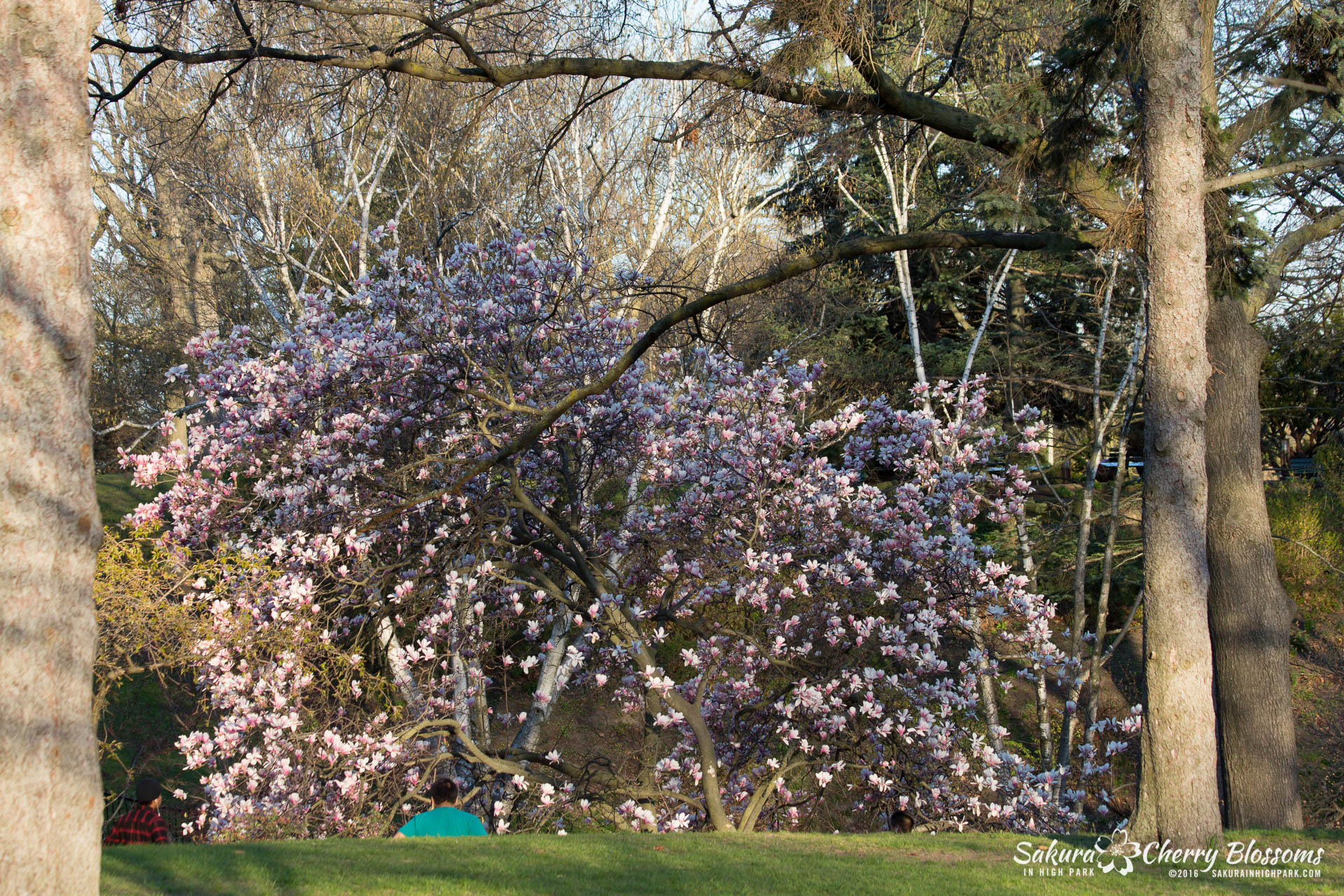 SakurainHighPark-May9-2016-45.jpg