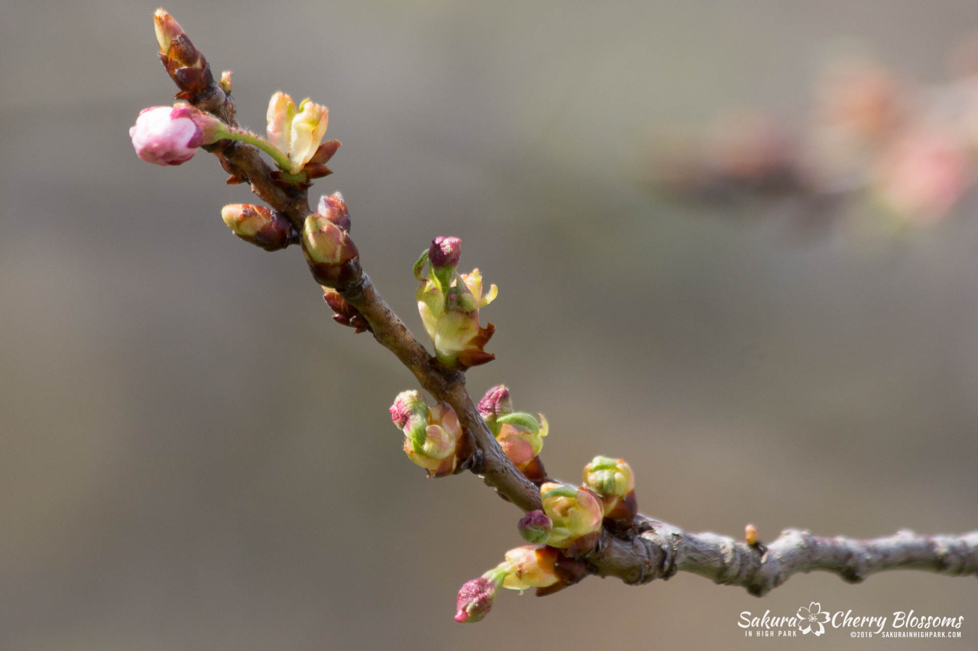 SakurainHighPark-May13-2016-263.jpg