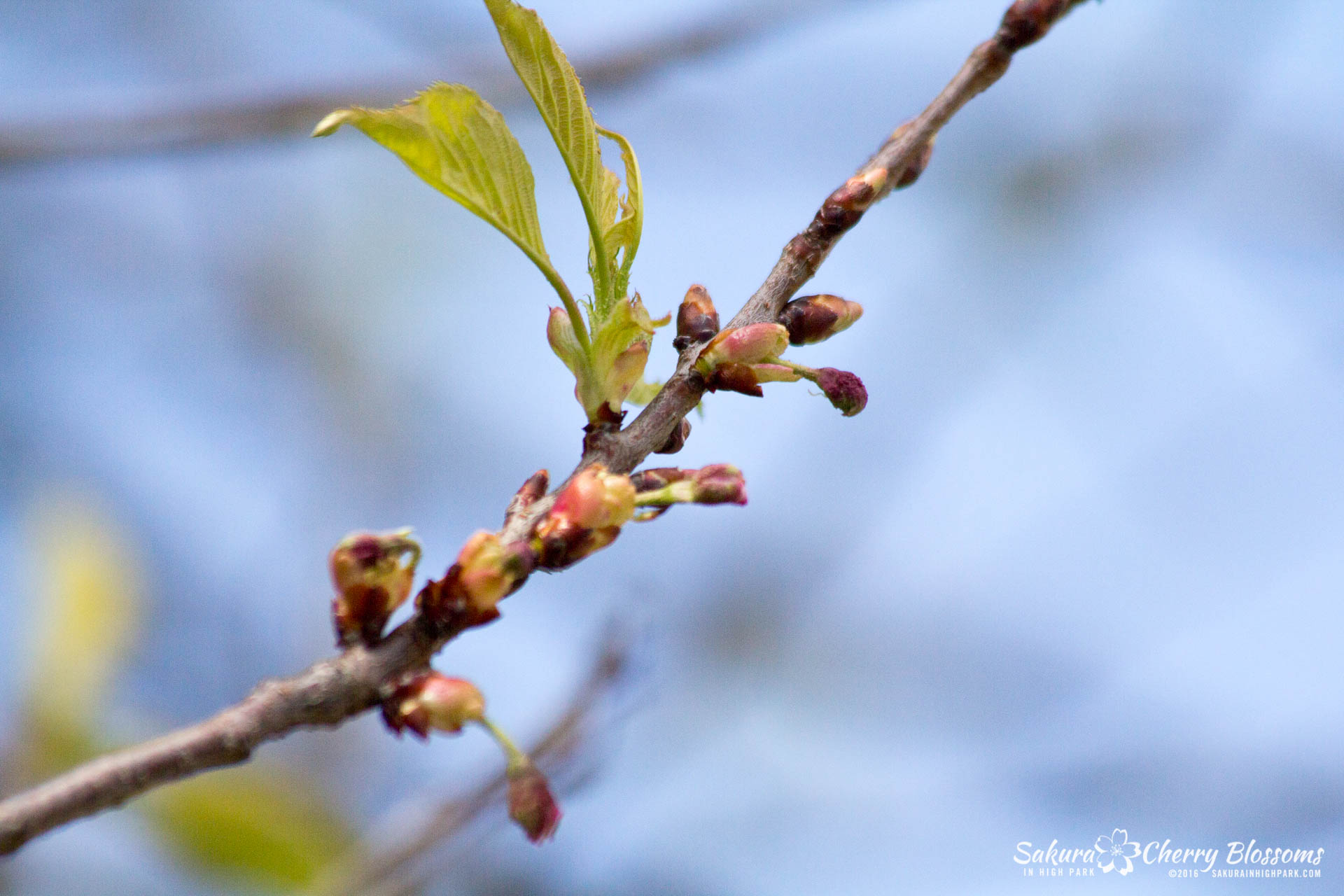 SakurainHighPark-May13-2016-158.jpg