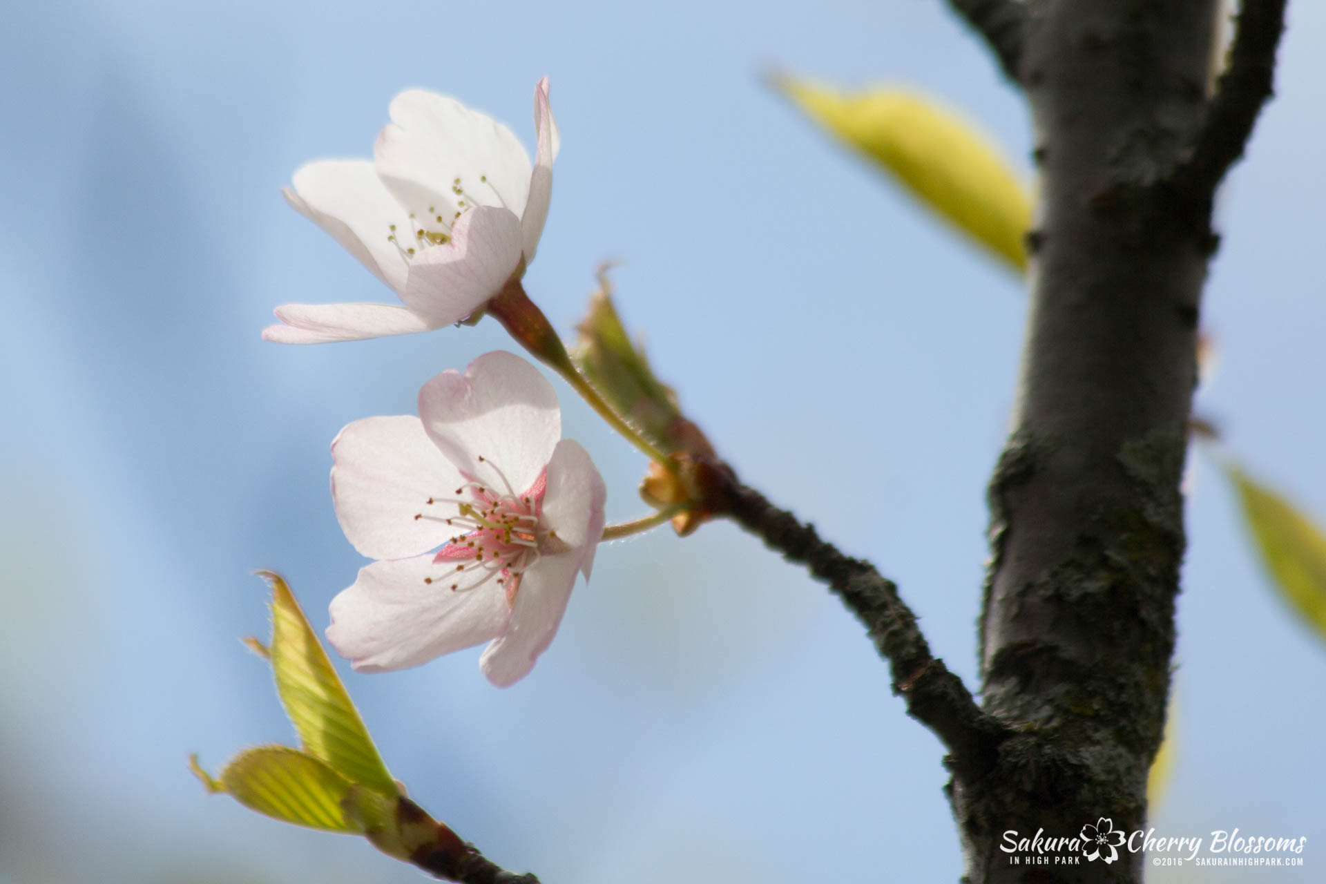 SakurainHighPark-May13-2016-142.jpg
