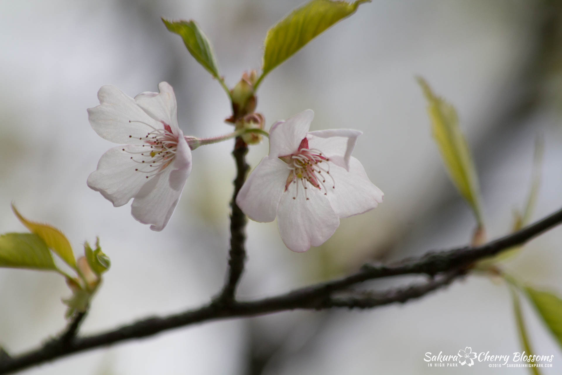 SakurainHighPark-May13-2016-137.jpg