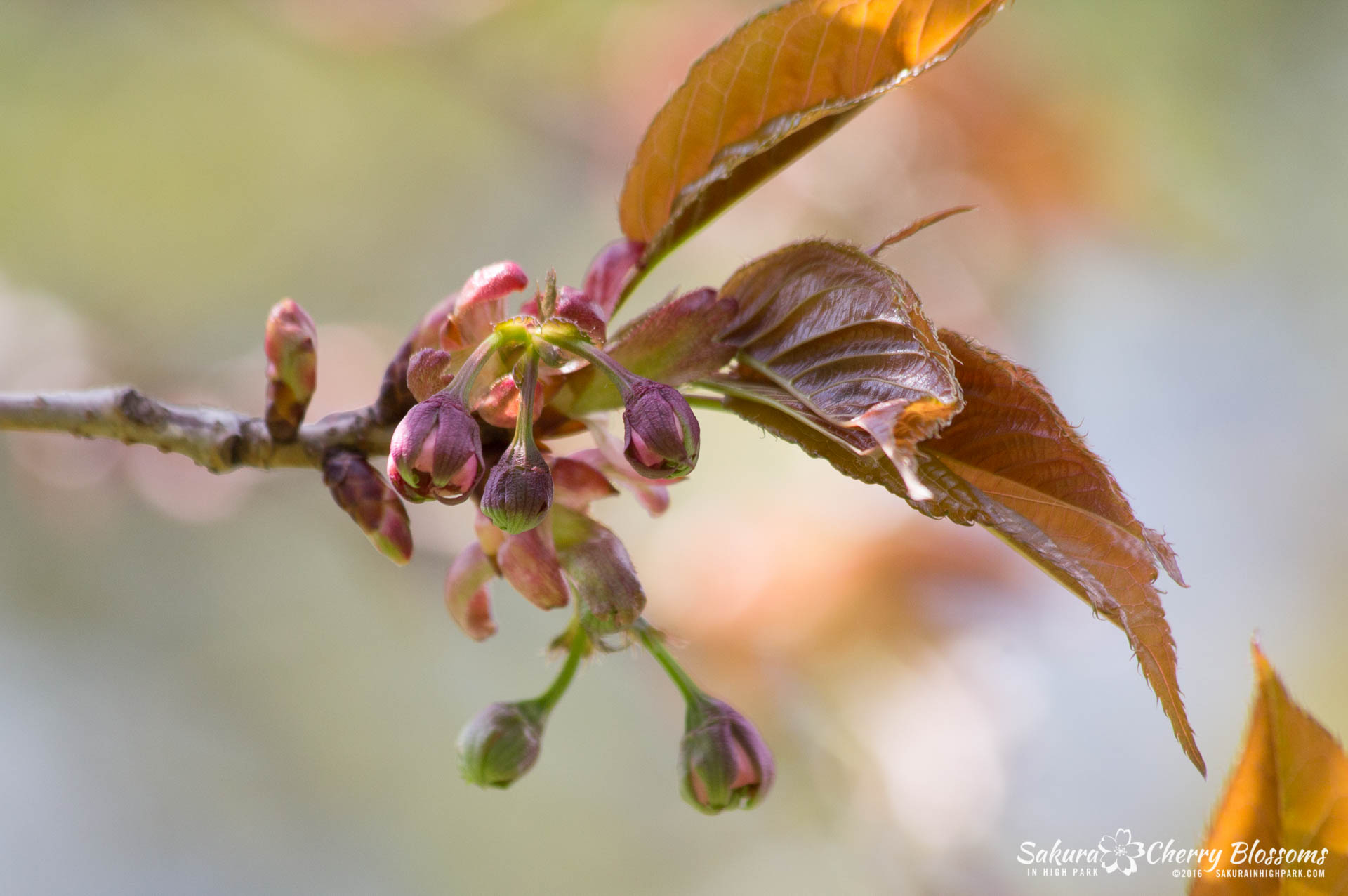 SakurainHighPark-May13-2016-43.jpg