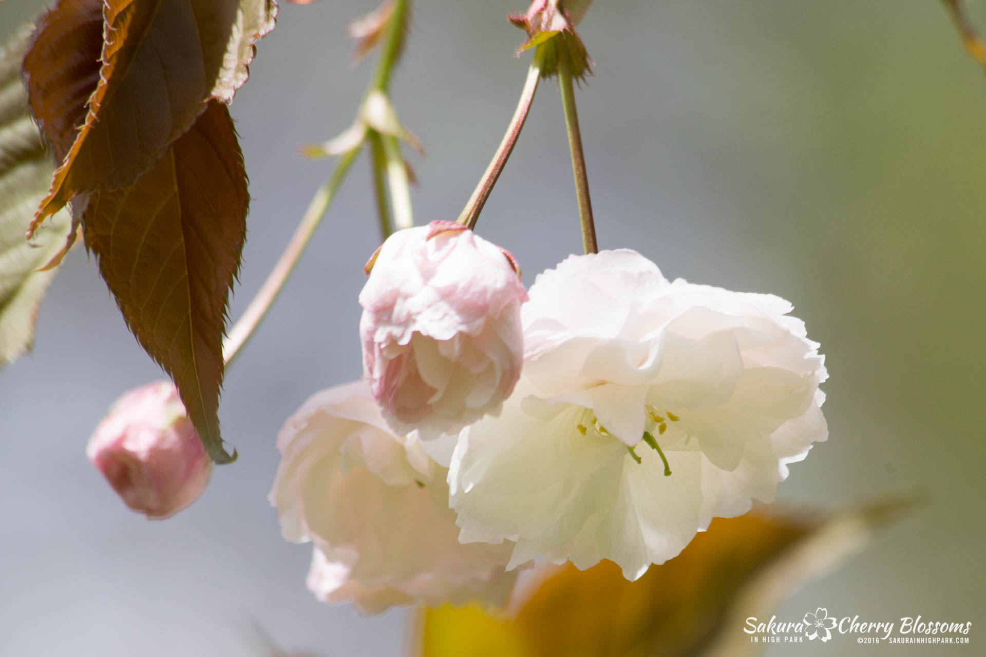 SakurainHighPark-May13-2016-14.jpg