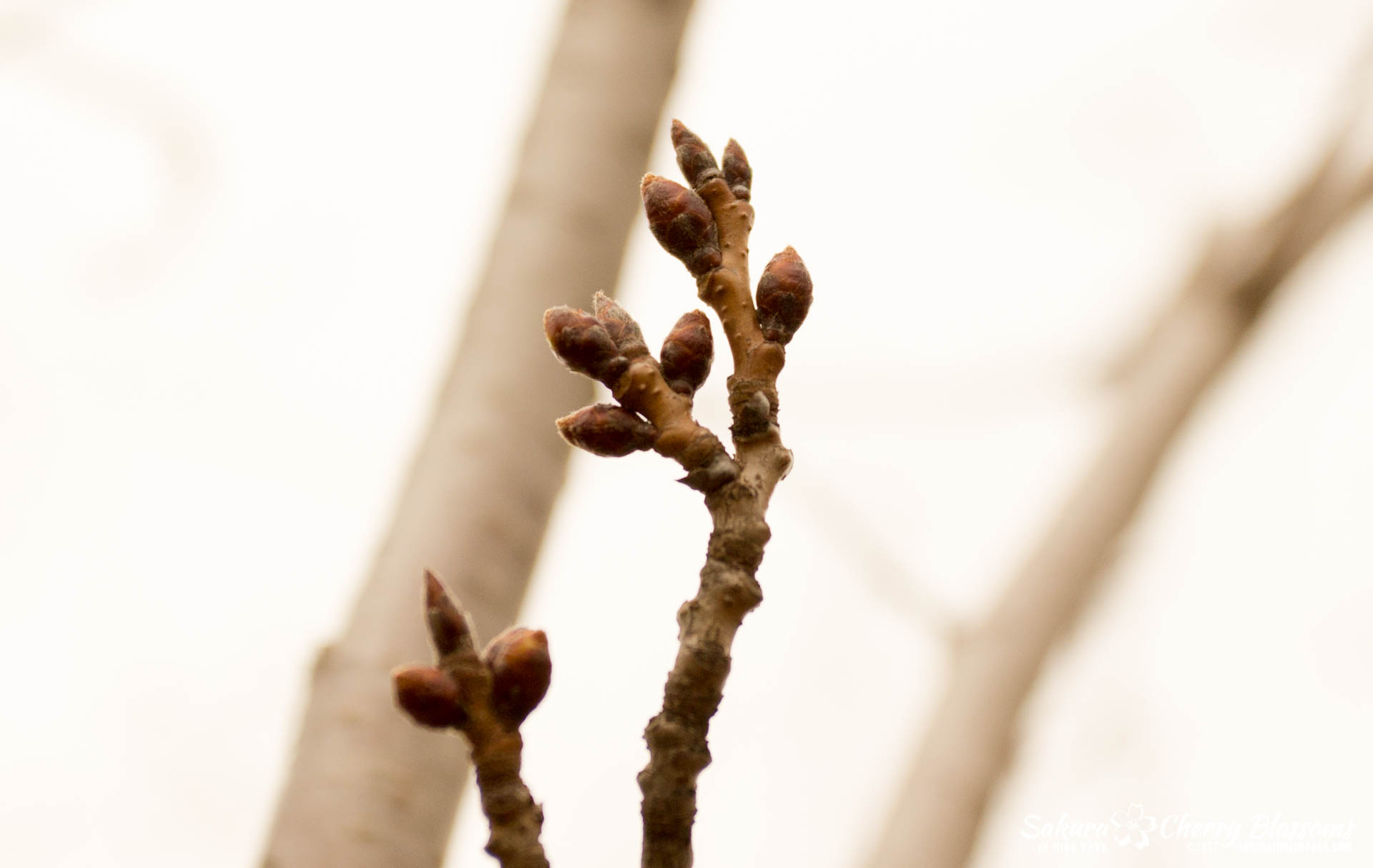 SakurainHighPark-Mar25-2017-9.jpg