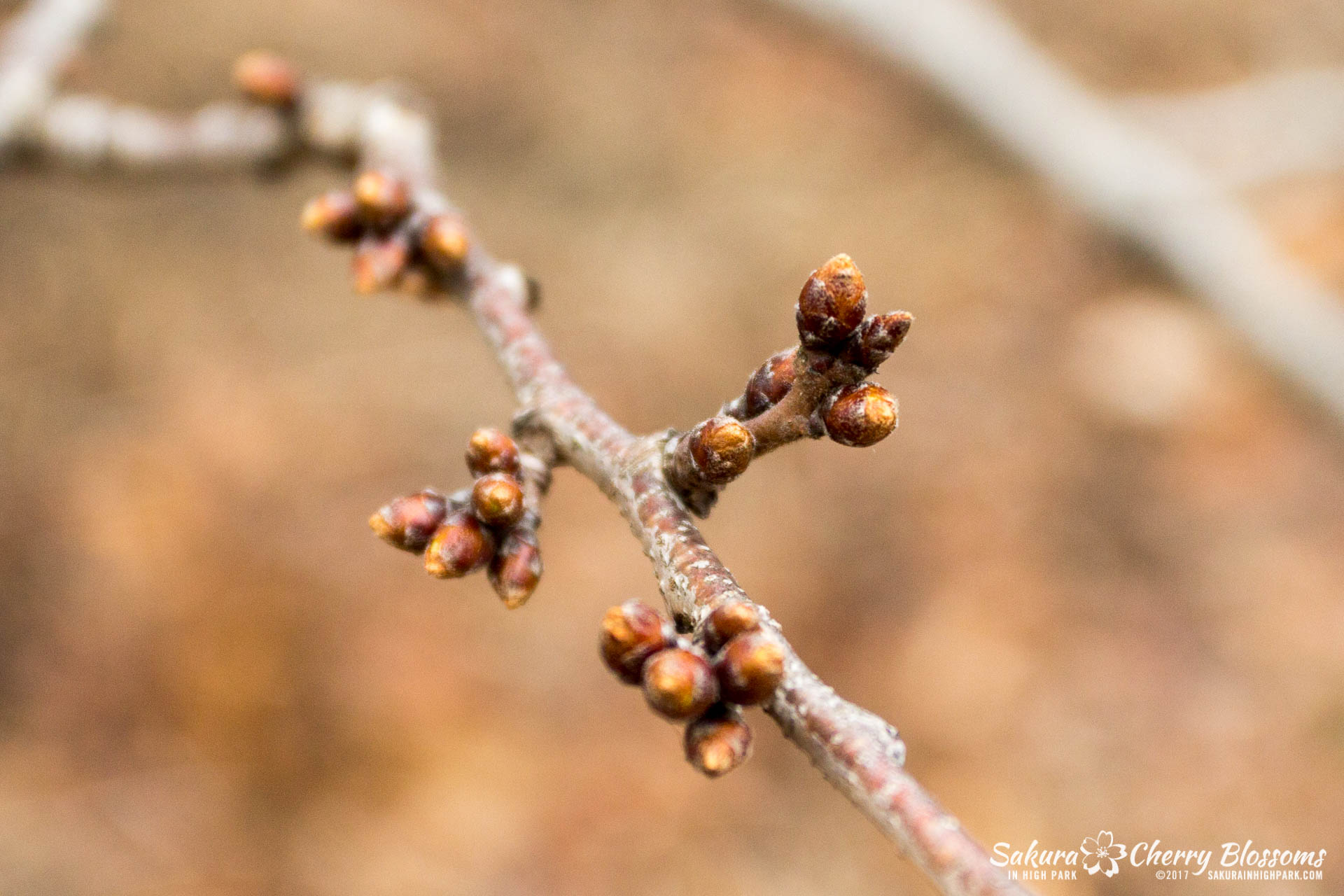 SakurainHighPark-Mar25-2017-36-1.jpg