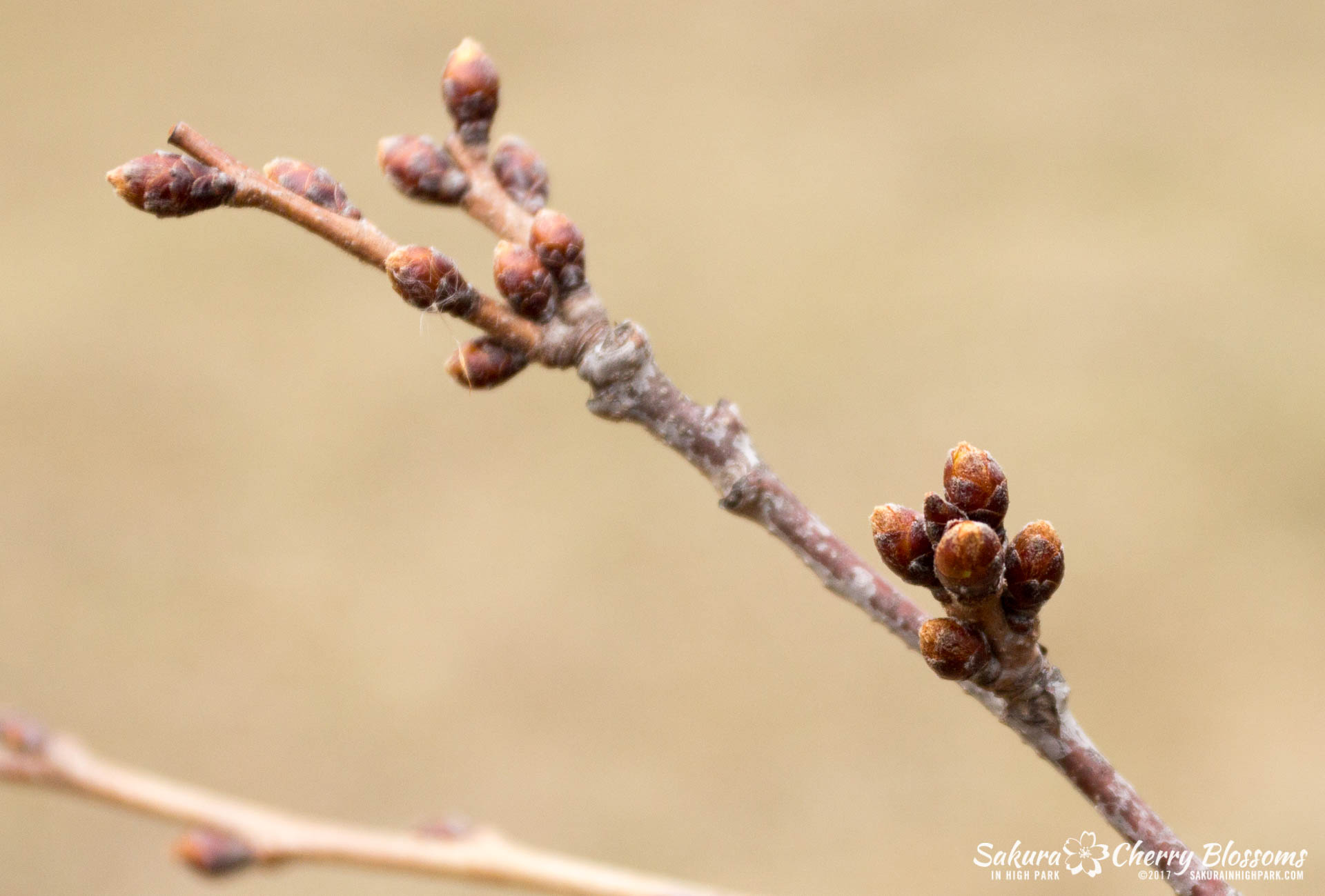 SakurainHighPark-Mar25-2017-39-1.jpg